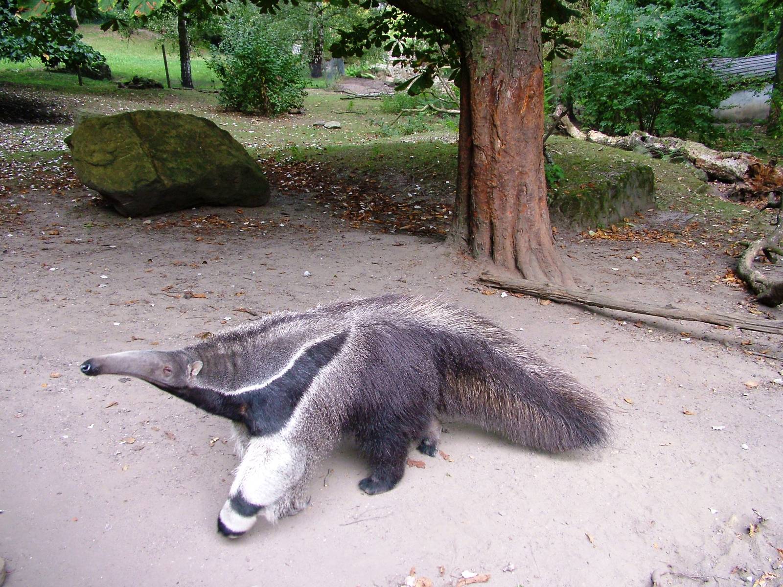 Giant Anteater at Decin, 28/08/12