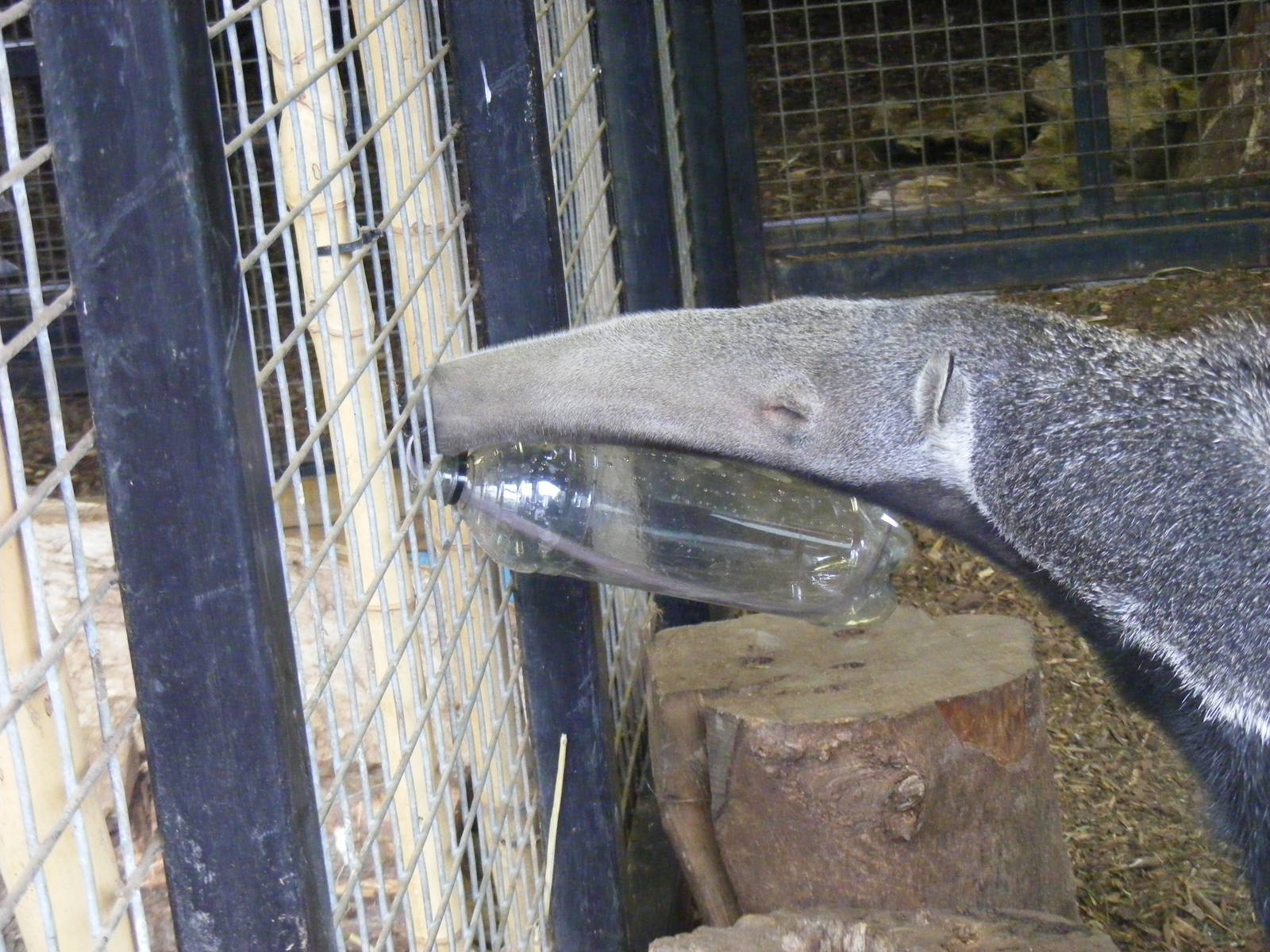 Giant anteater at Howletts Wild Animal Park, 12 February 2011