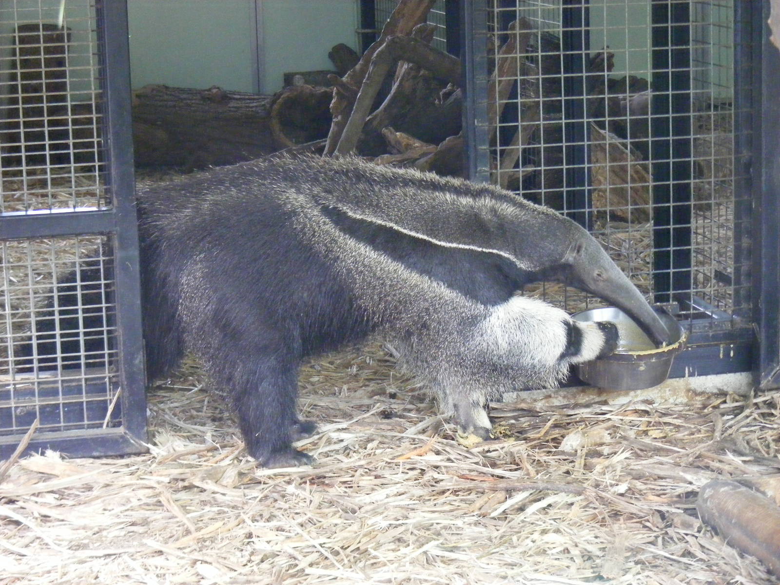 Giant anteater at Howletts Wild Animal Park, 4 September 2011