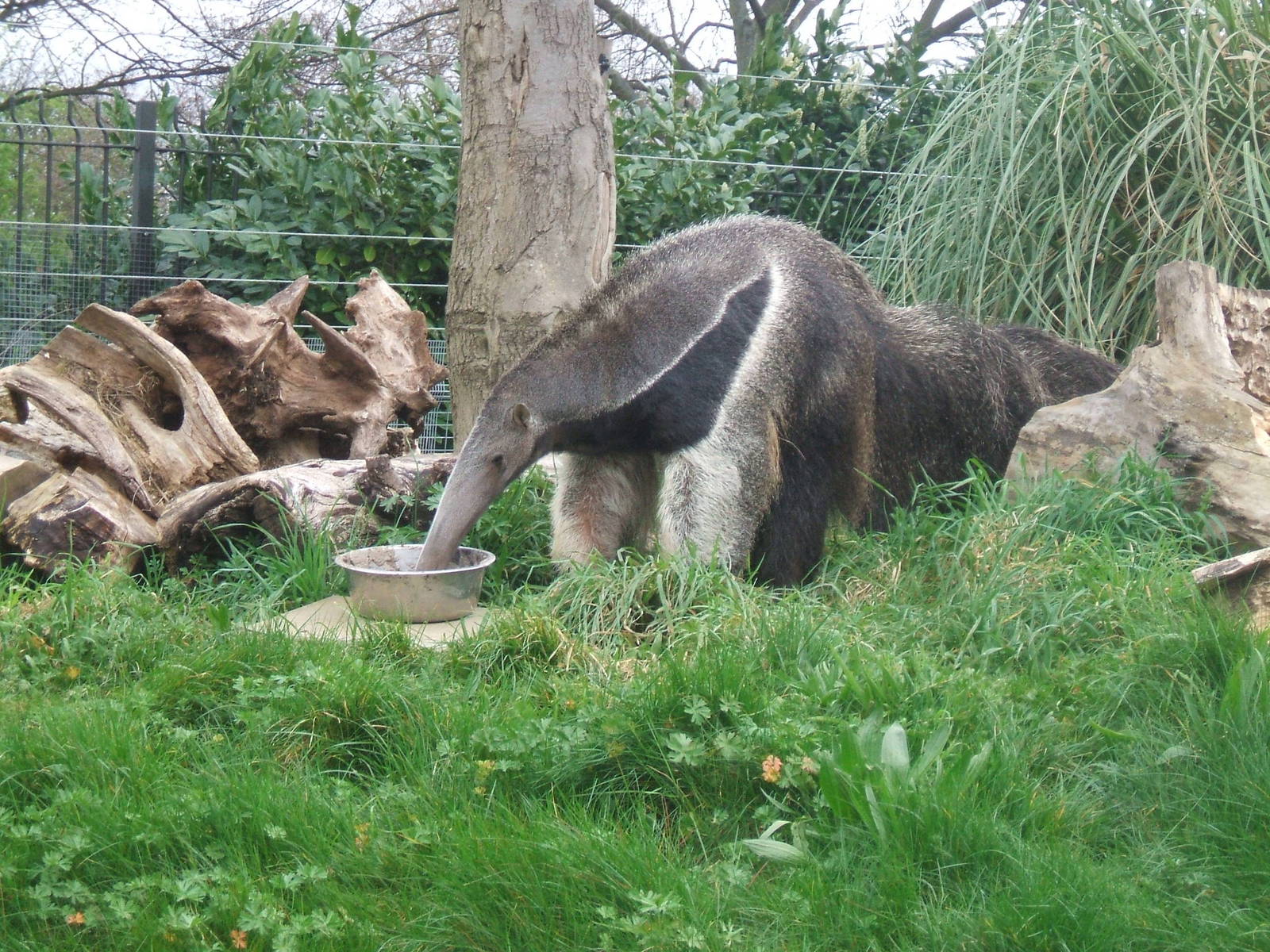 Giant Anteater at London Zoo