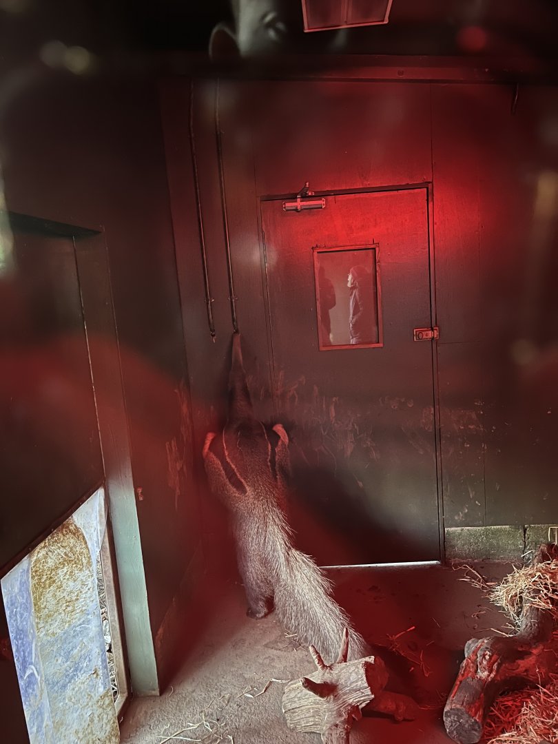 Giant anteater at the door 1.1.24