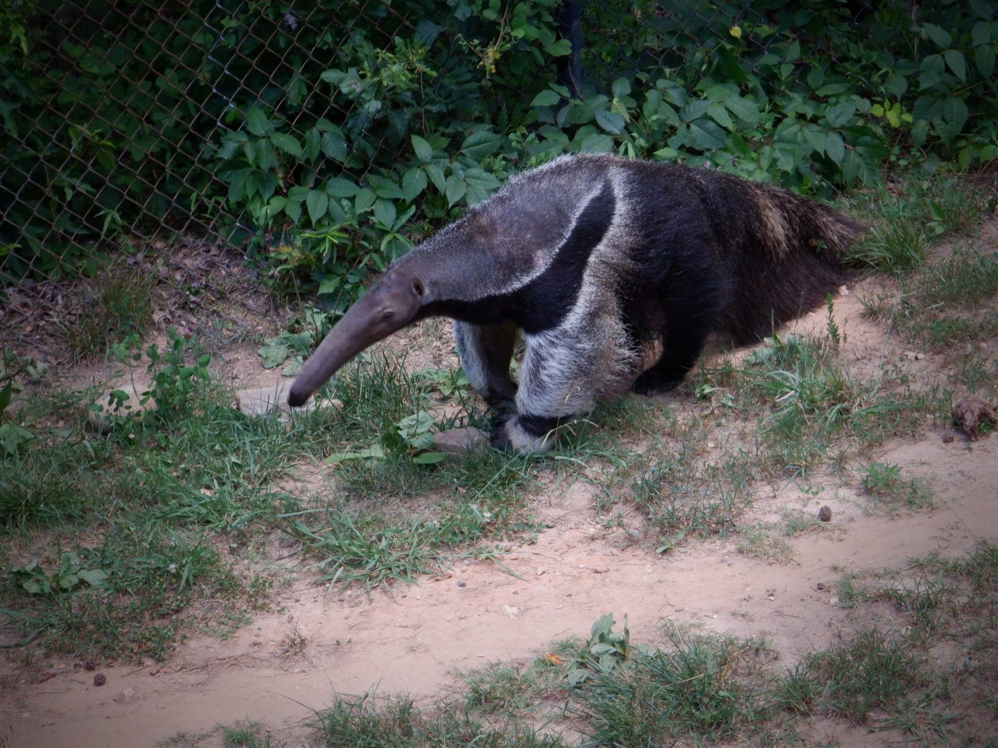 Giant Anteater at the Greensboro Science Center