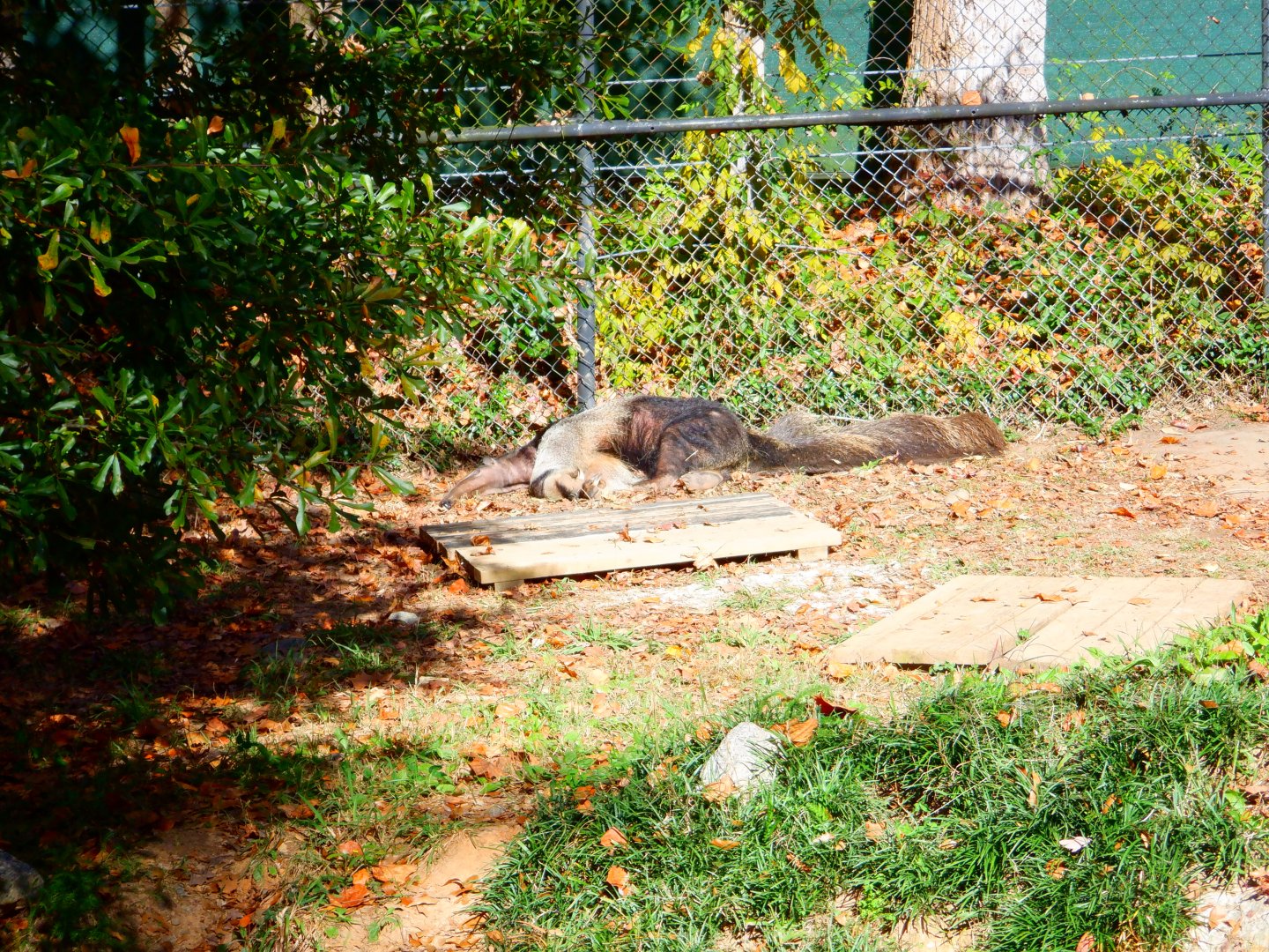 Giant Anteater at the Greensboro Science Center