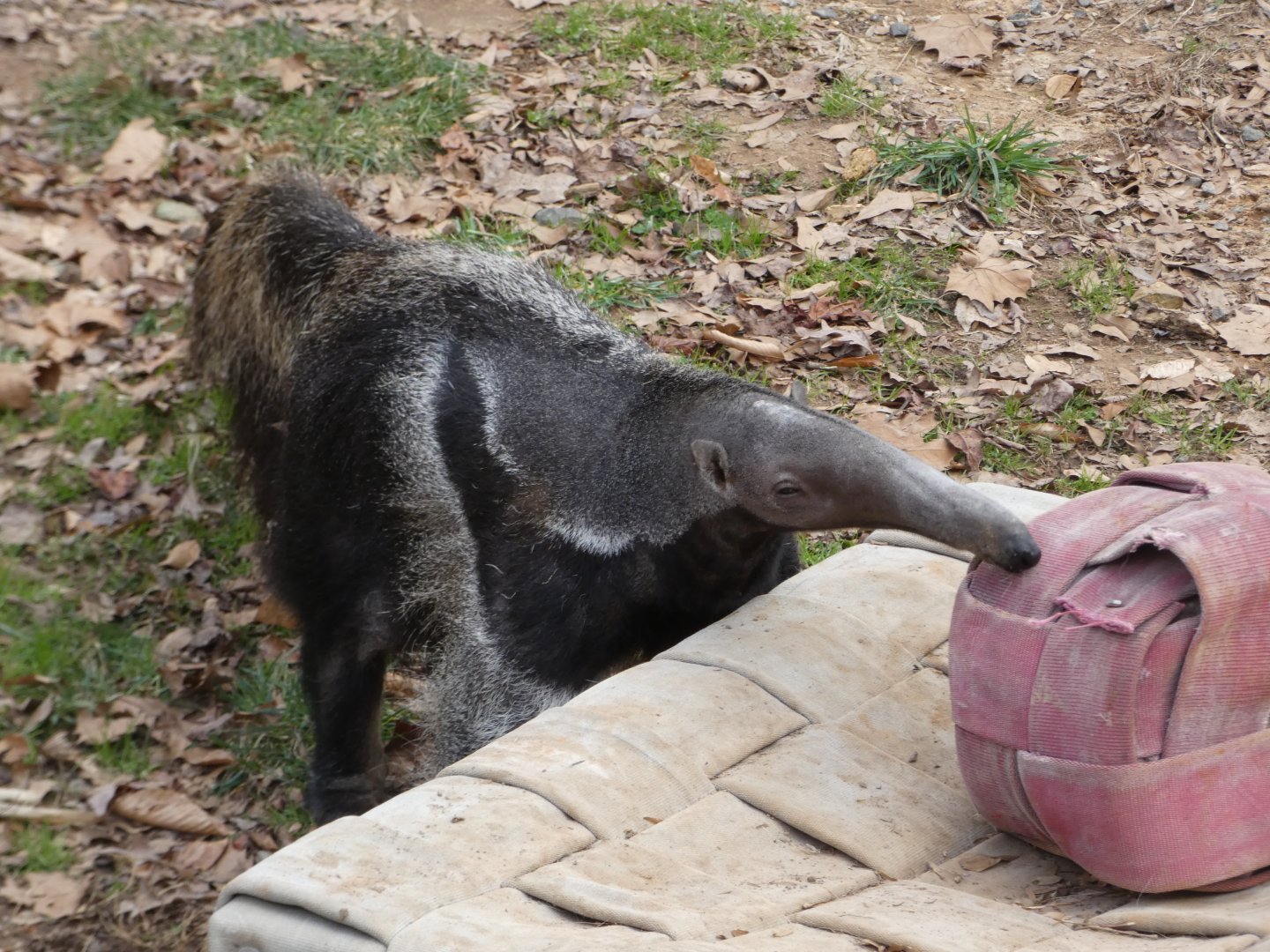 Giant Anteater at the Greensboro Science Center