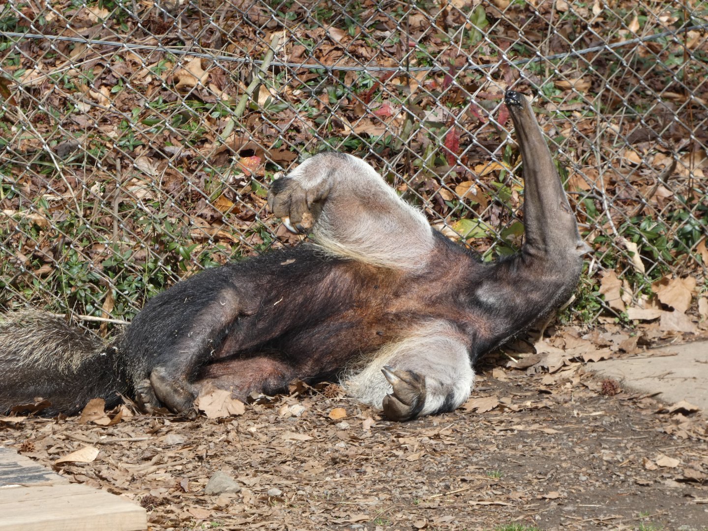 Giant Anteater at the Greensboro Science Center