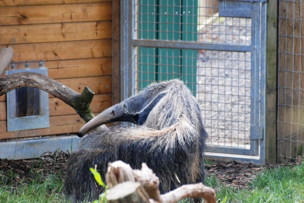 Giant Anteater at Yorkshire WP, 21/06/14