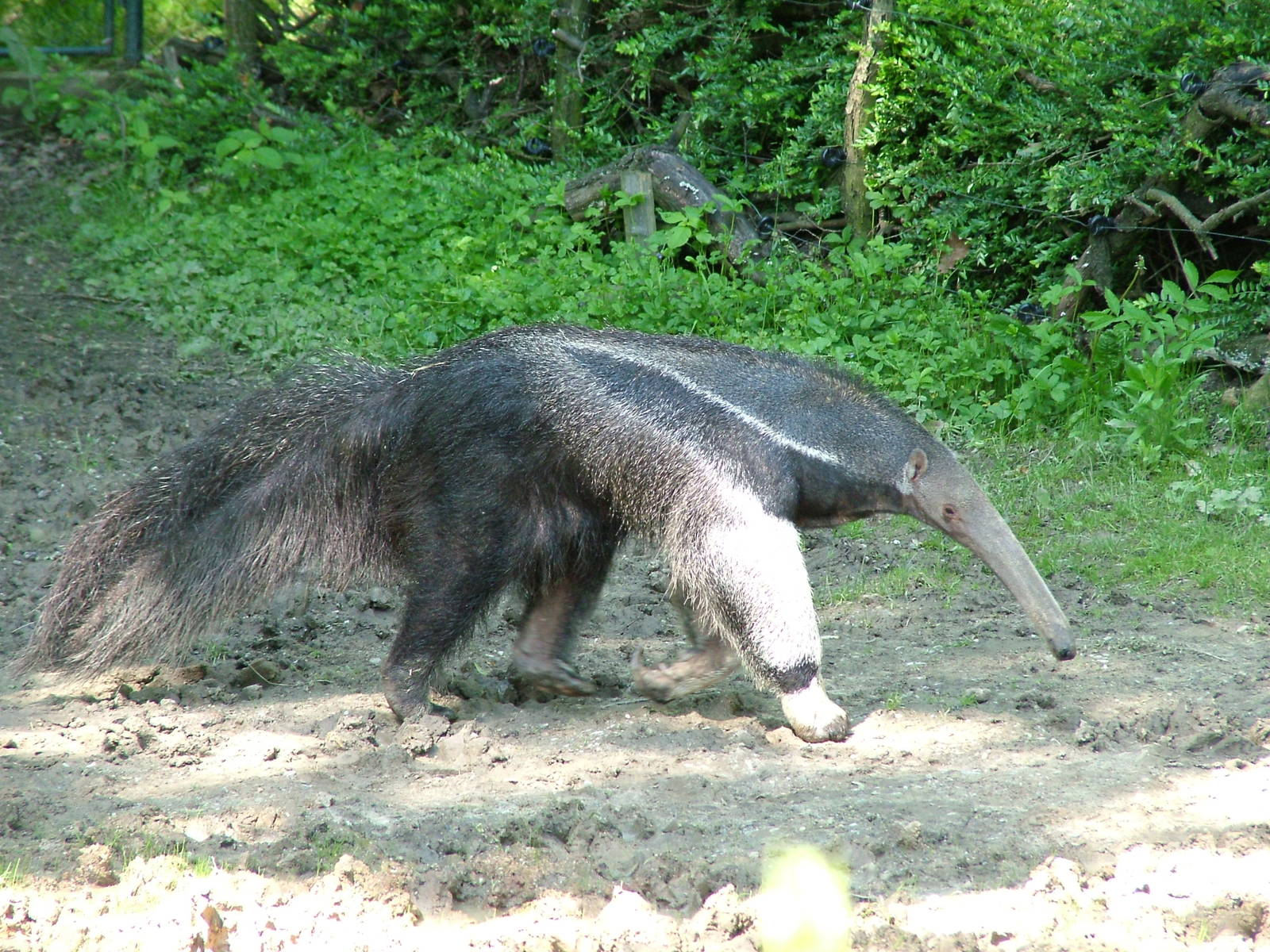 Giant Anteater at Zlin, 28/05/10