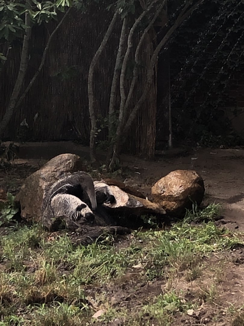 Giant Anteater - August, 2020