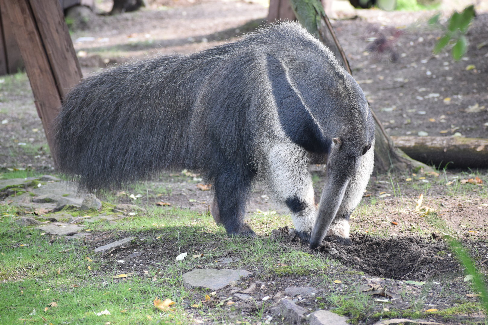 Giant anteater - August 2023