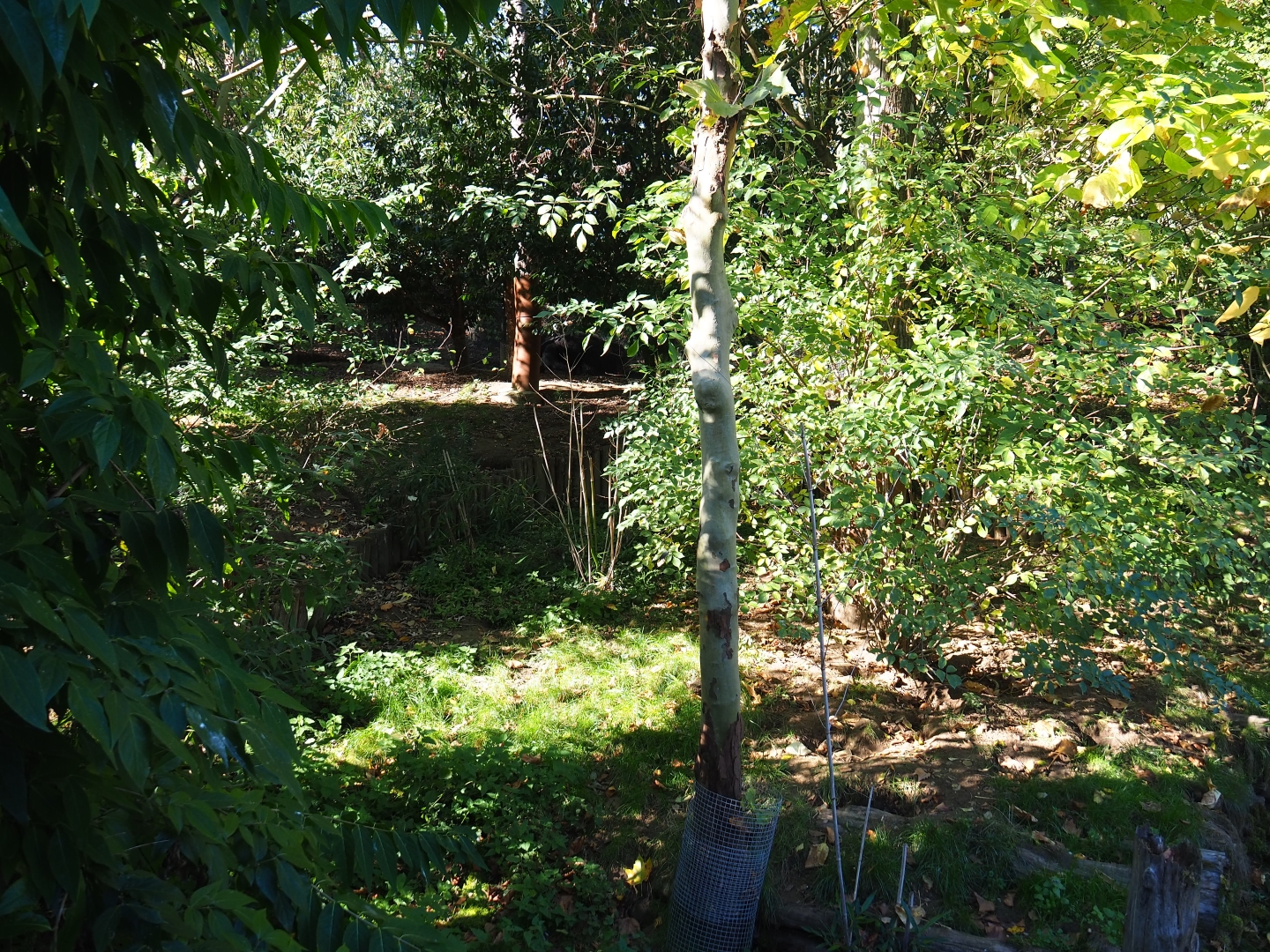 Giant anteater - Azara's agouti aviary (Oct 13th, 2018)