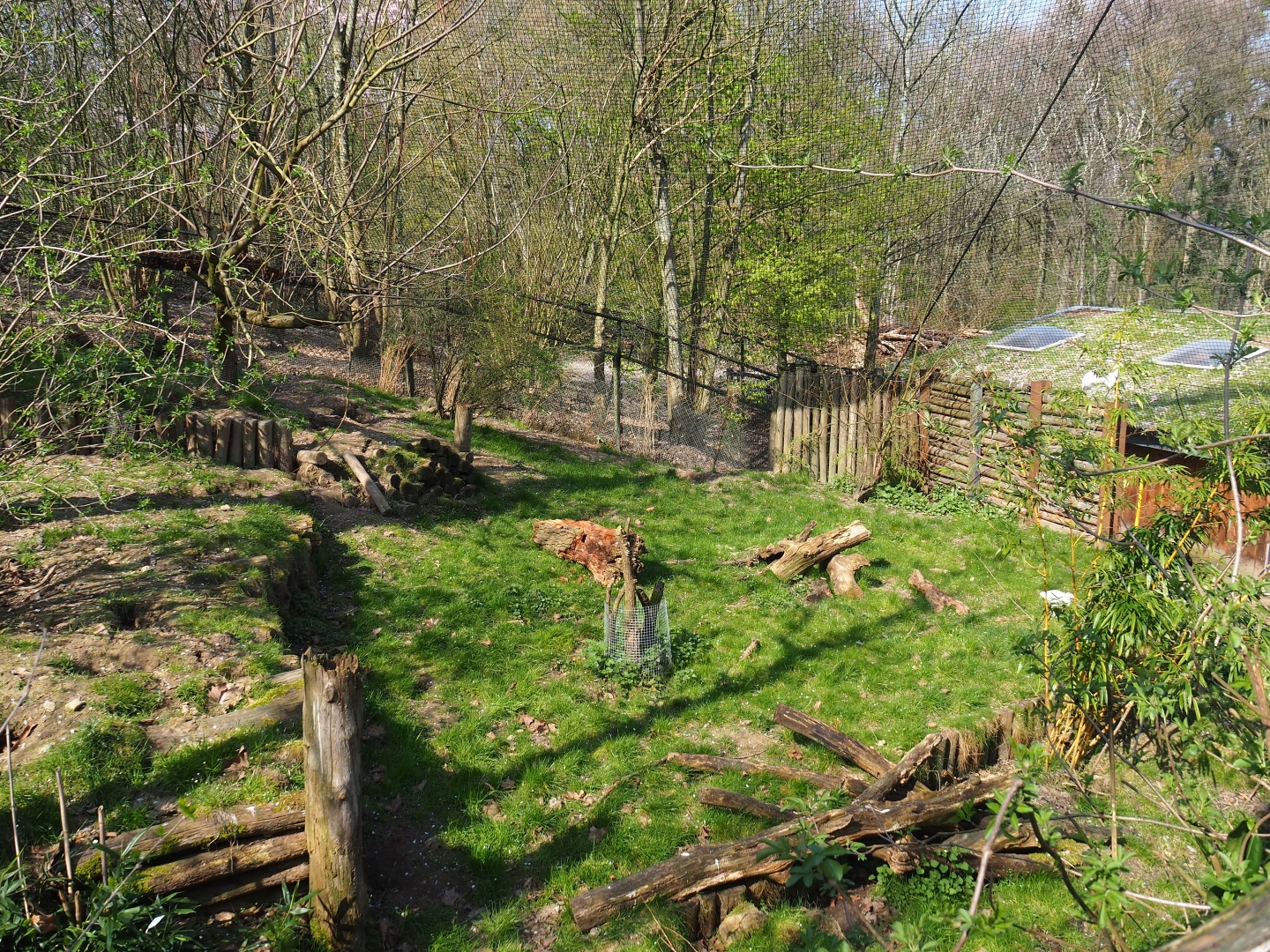 Giant anteater - Azara's agouti exhibit, 2019-03-30