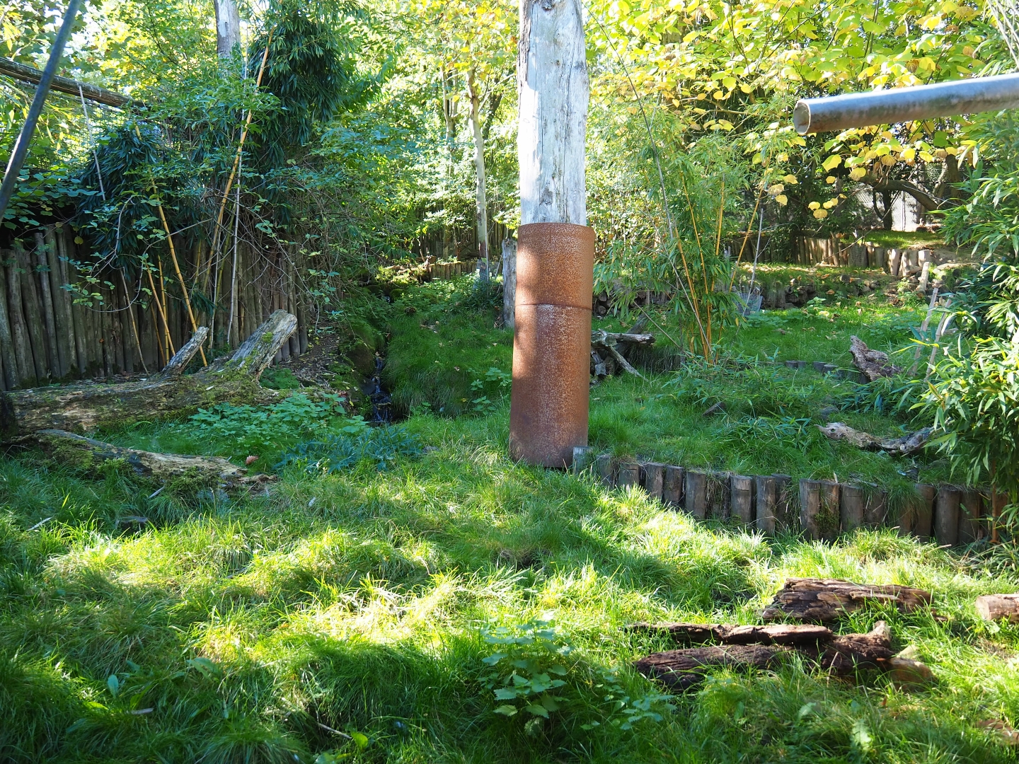 Giant anteater - Azara's agouti exhibit (Oct 13th, 2018)