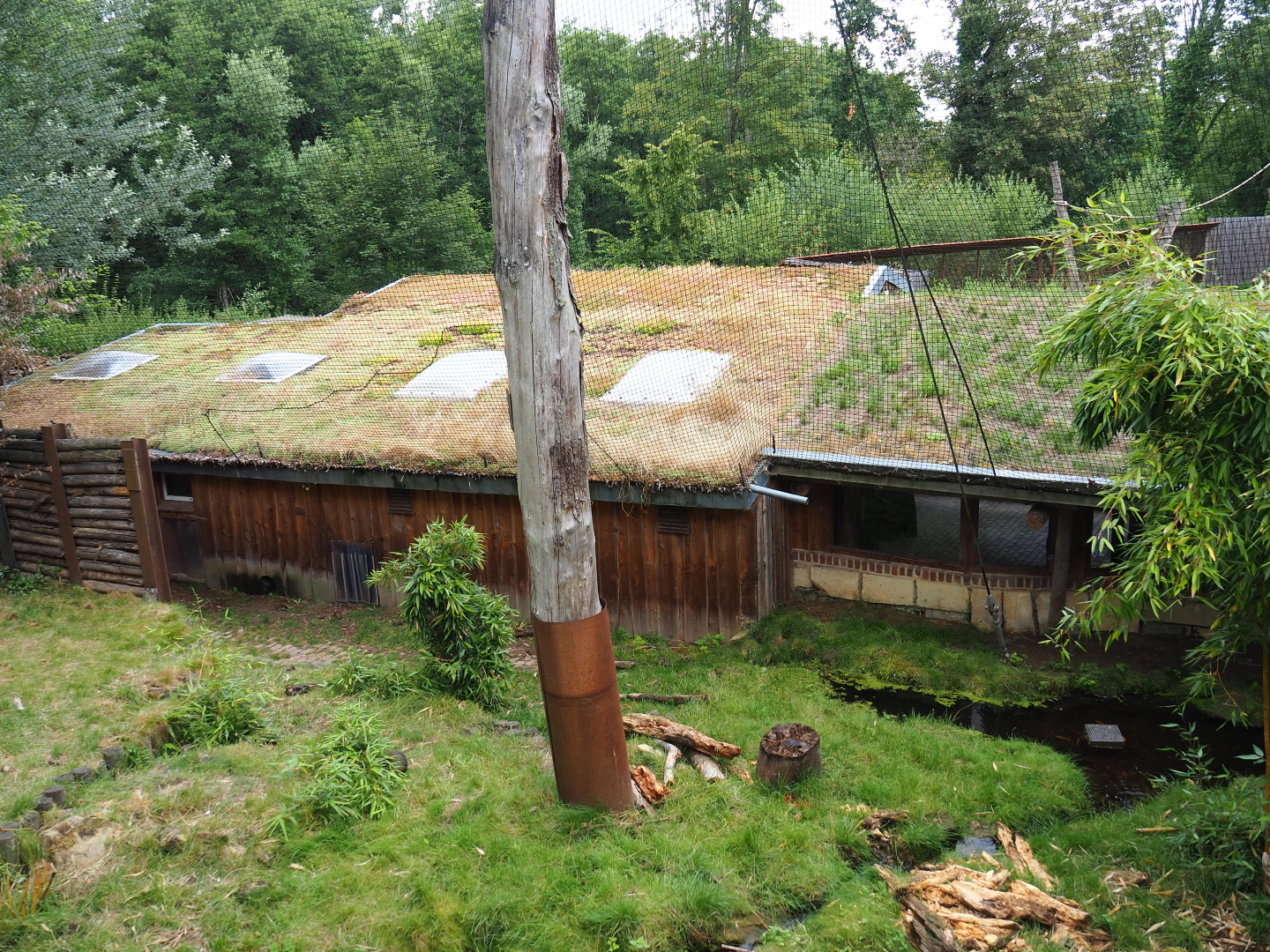 Giant anteater - Azara's agouti house, 2019-07-21