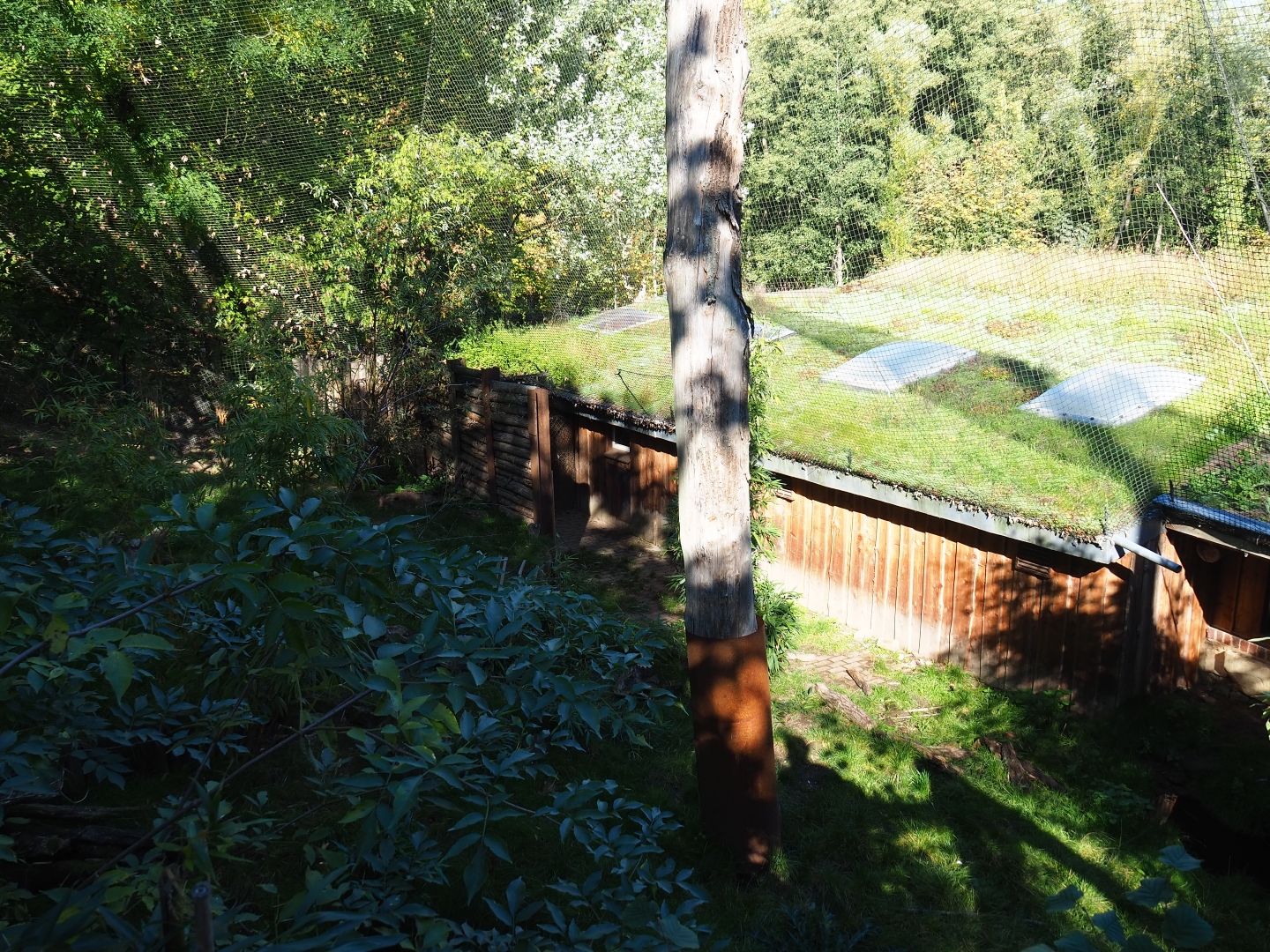 Giant anteater - Azara's agouti house and exhibit (Oct 13th, 2018)