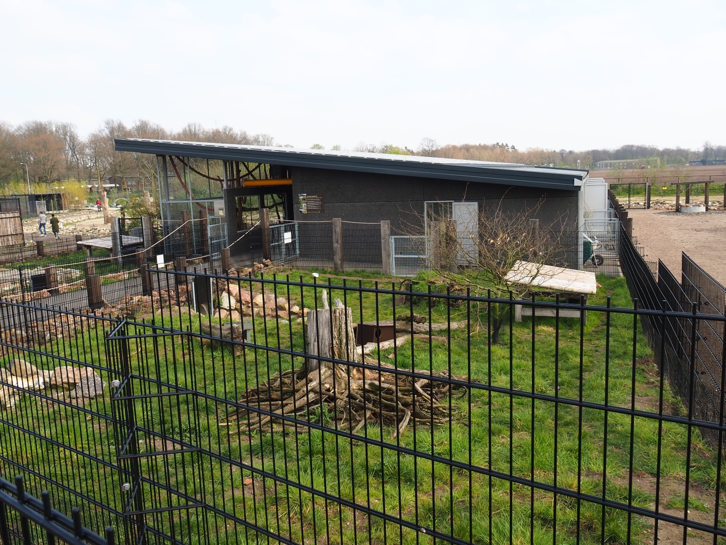 Giant anteater - Azara's agouti paddock, 2019-04-06