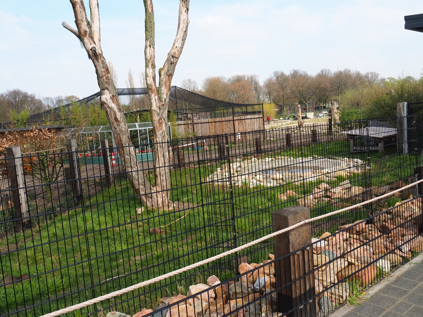 Giant anteater - Azara's agouti paddock, 2019-04-06