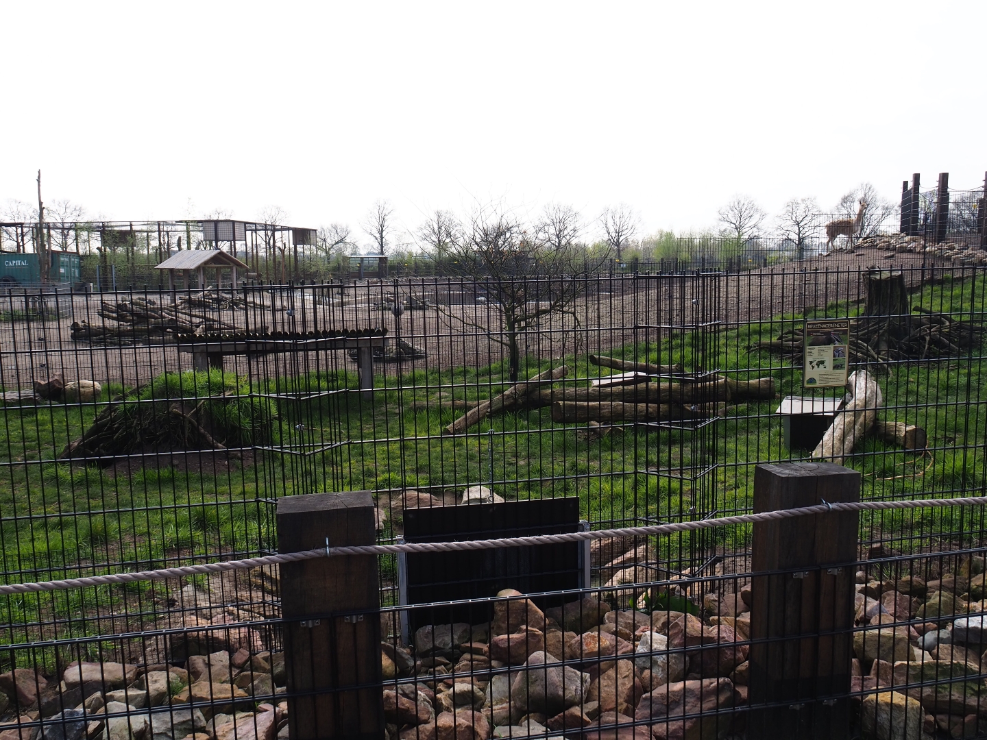 Giant anteater - Azara's agouti paddock, 2019-04-06