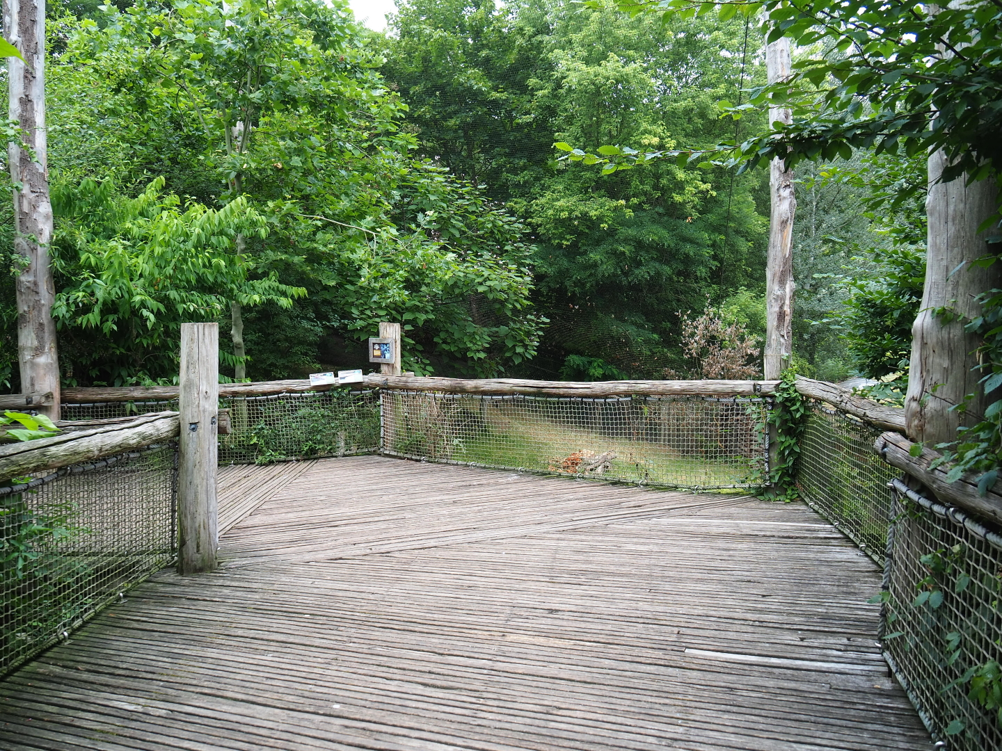 Giant anteater - Azara's agouti viewing area within the Puna aviary, 2019-07-21
