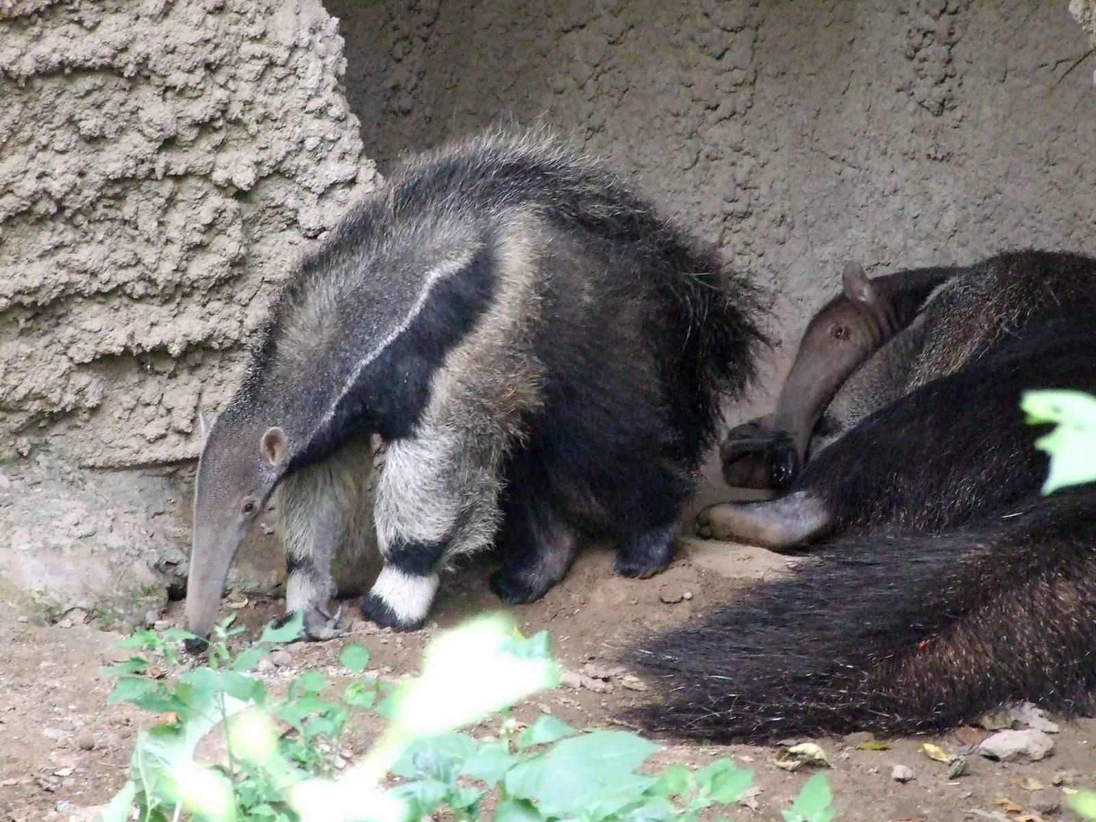 Giant anteater baby