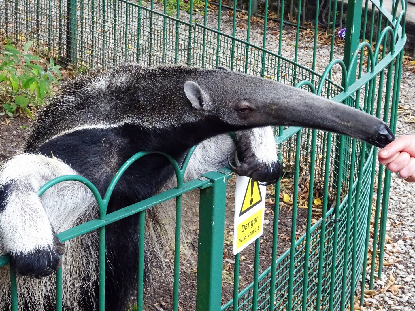 Giant anteater being fed