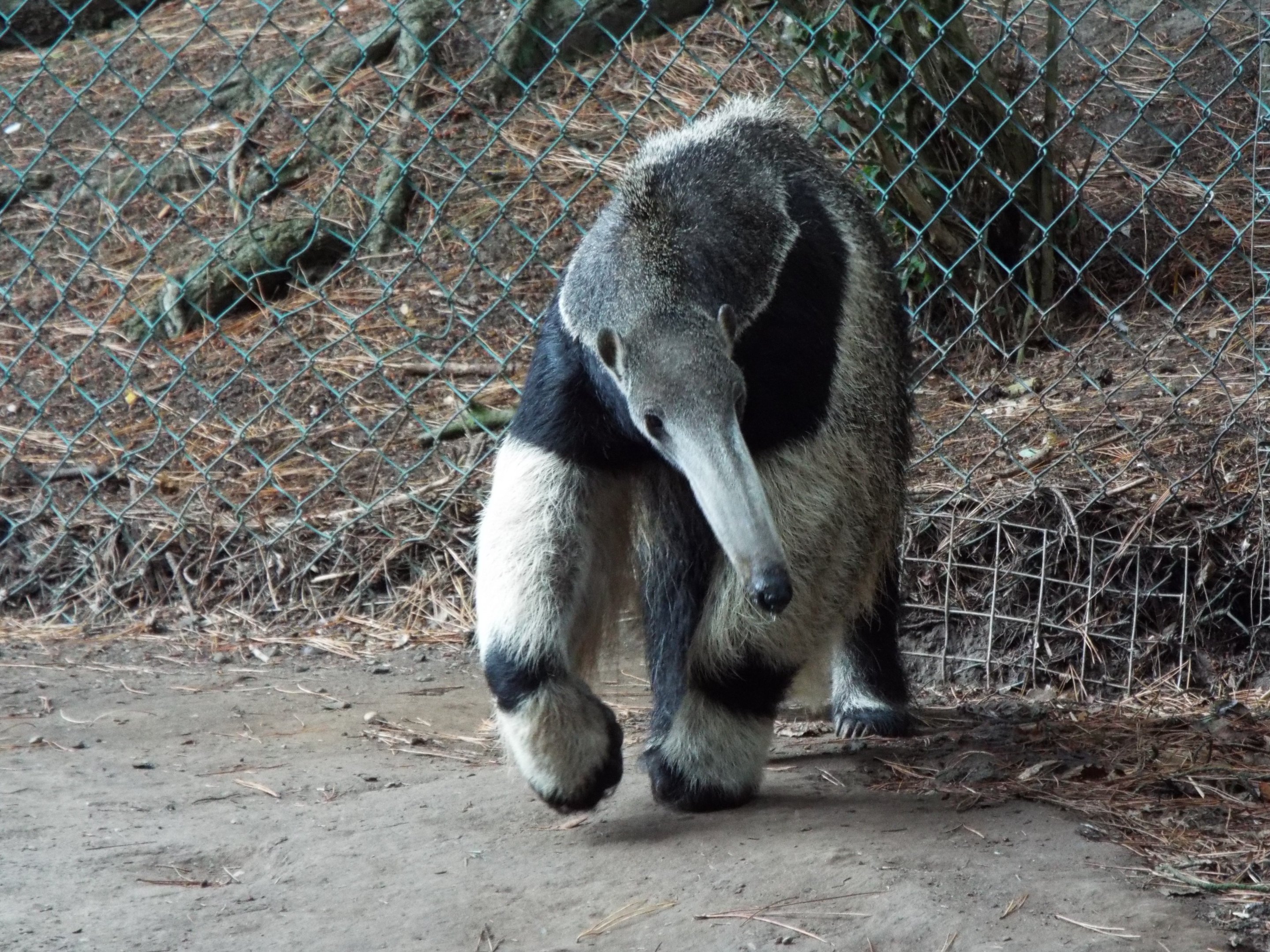 Giant Anteater Blackpool Zoo