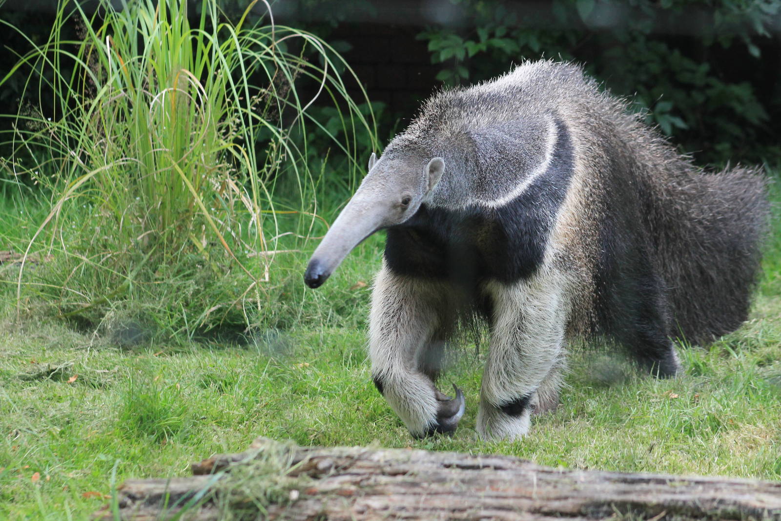 Giant Anteater Bliss 21 July 2012