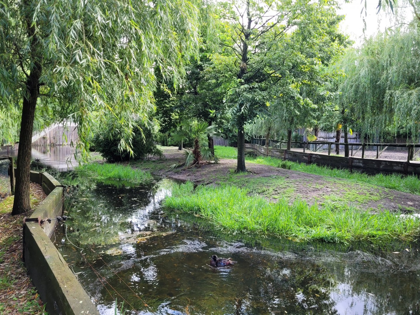 Giant anteater, Bolivian squirrel monkey and waterfowl exhibit -Zoo du bassin d'Arcachon (2024)