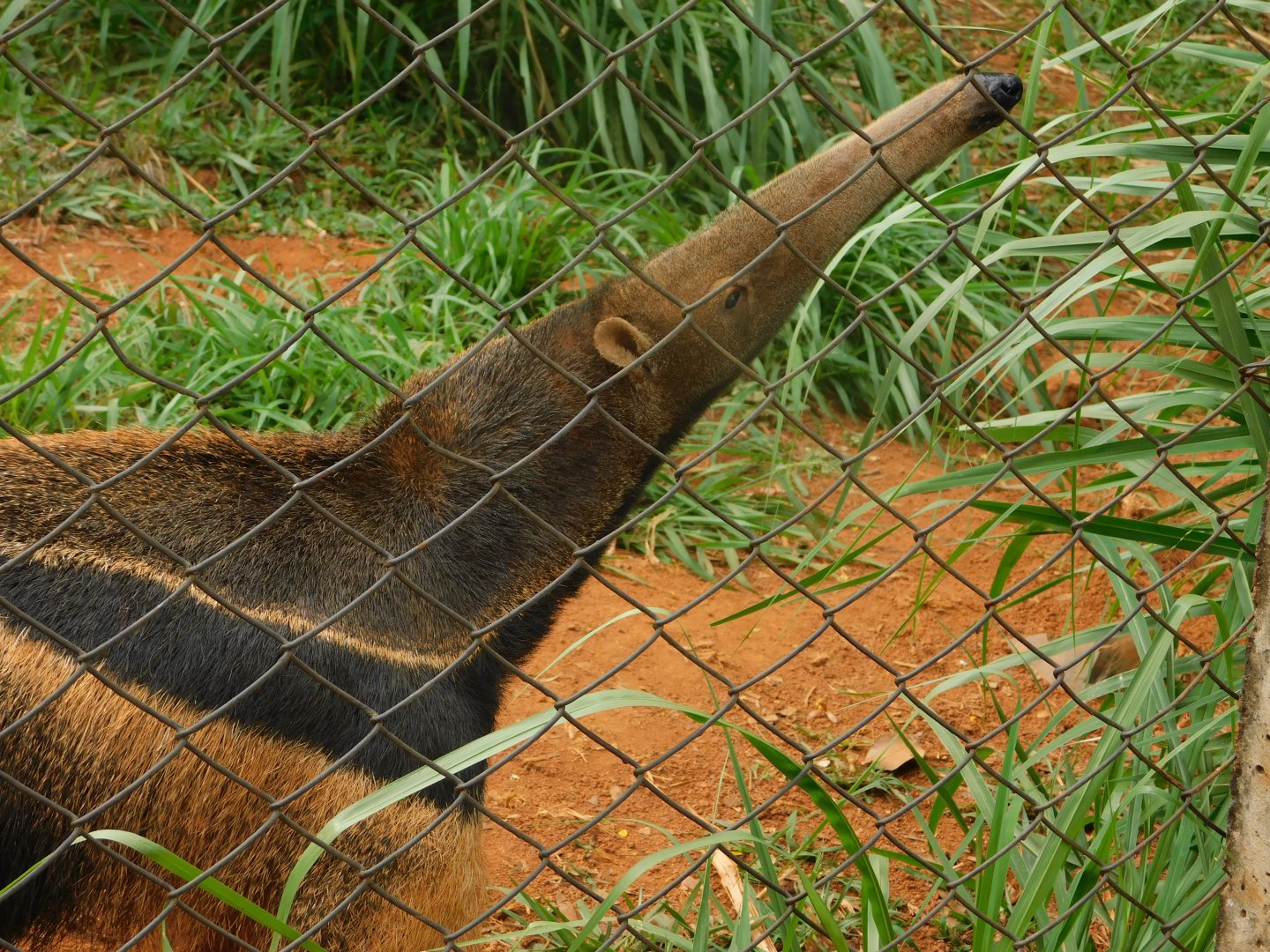 Giant anteater - Brasilia zoo