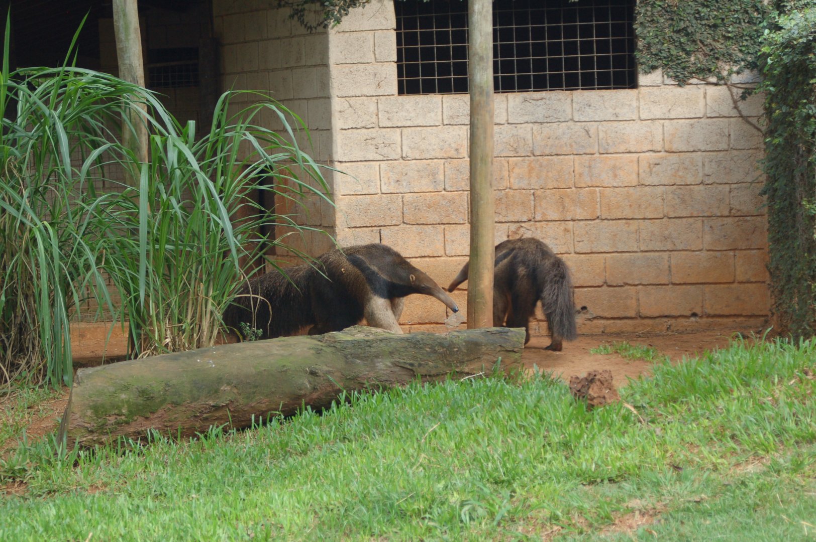 Giant anteater breeding pair