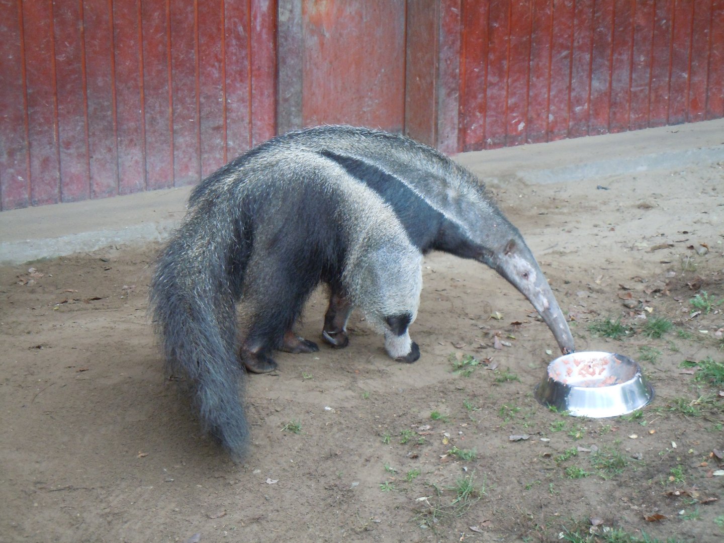Giant Anteater - Budapest Zoo November 2017