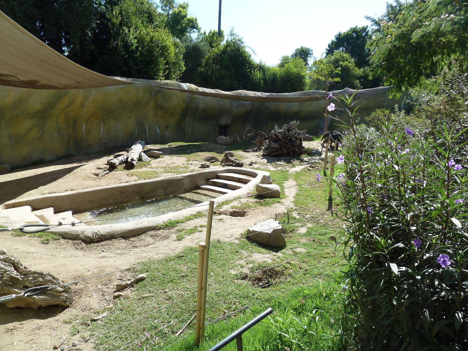 Giant Anteater/Capybara Exhibit
