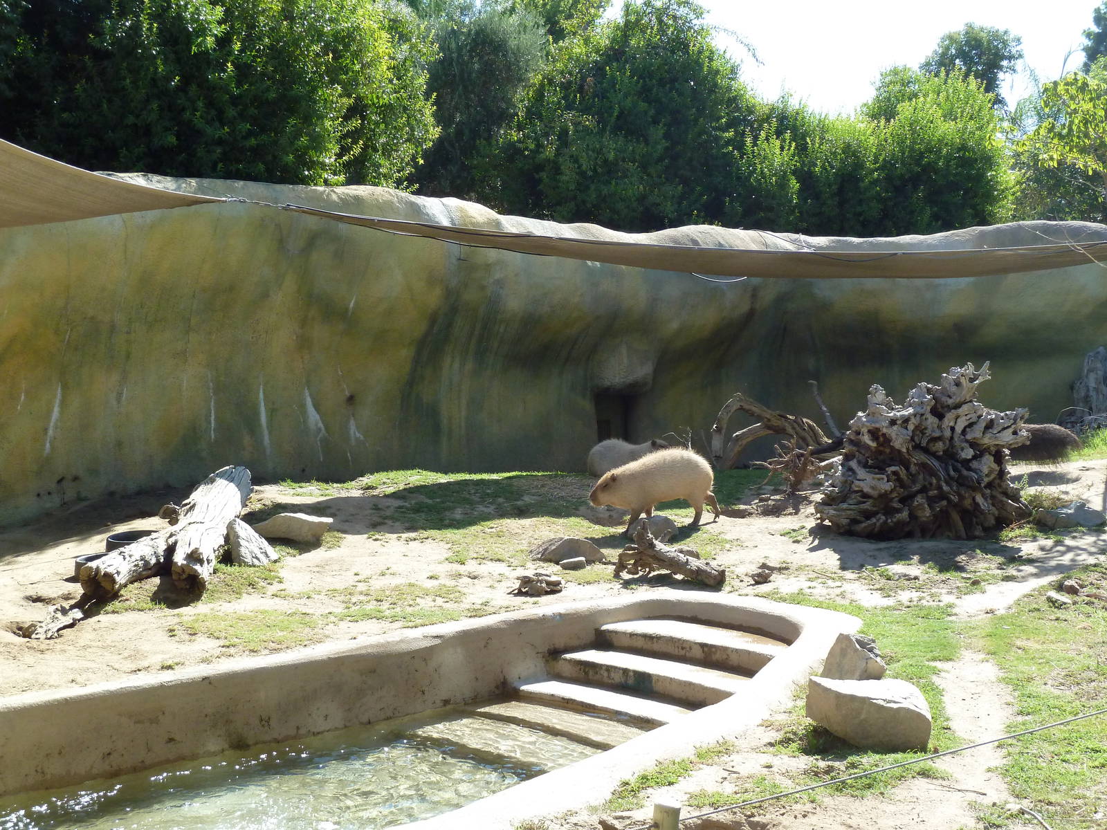 Giant Anteater/Capybara Exhibit