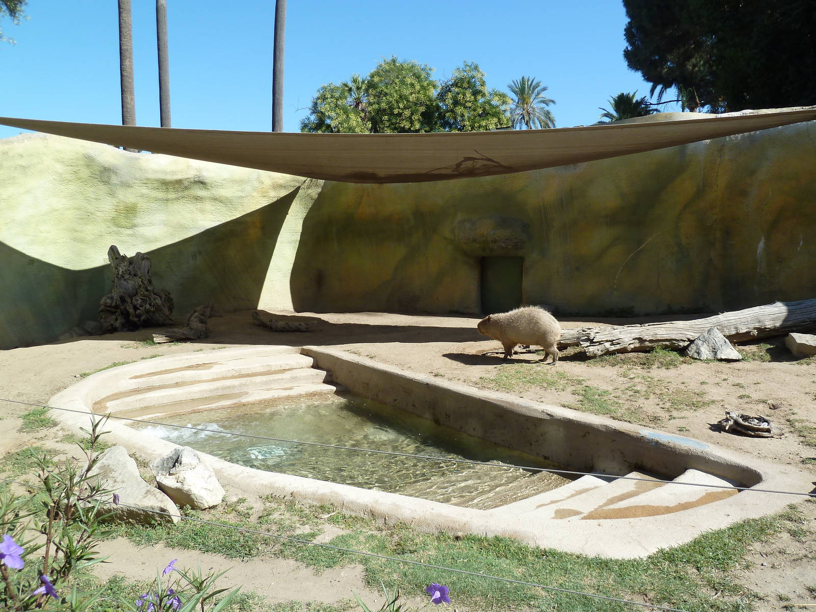 Giant Anteater/Capybara Exhibit
