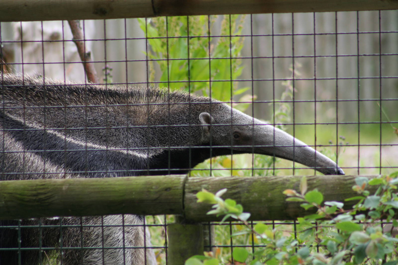 Giant Anteater @ Chester; 01.07.2011