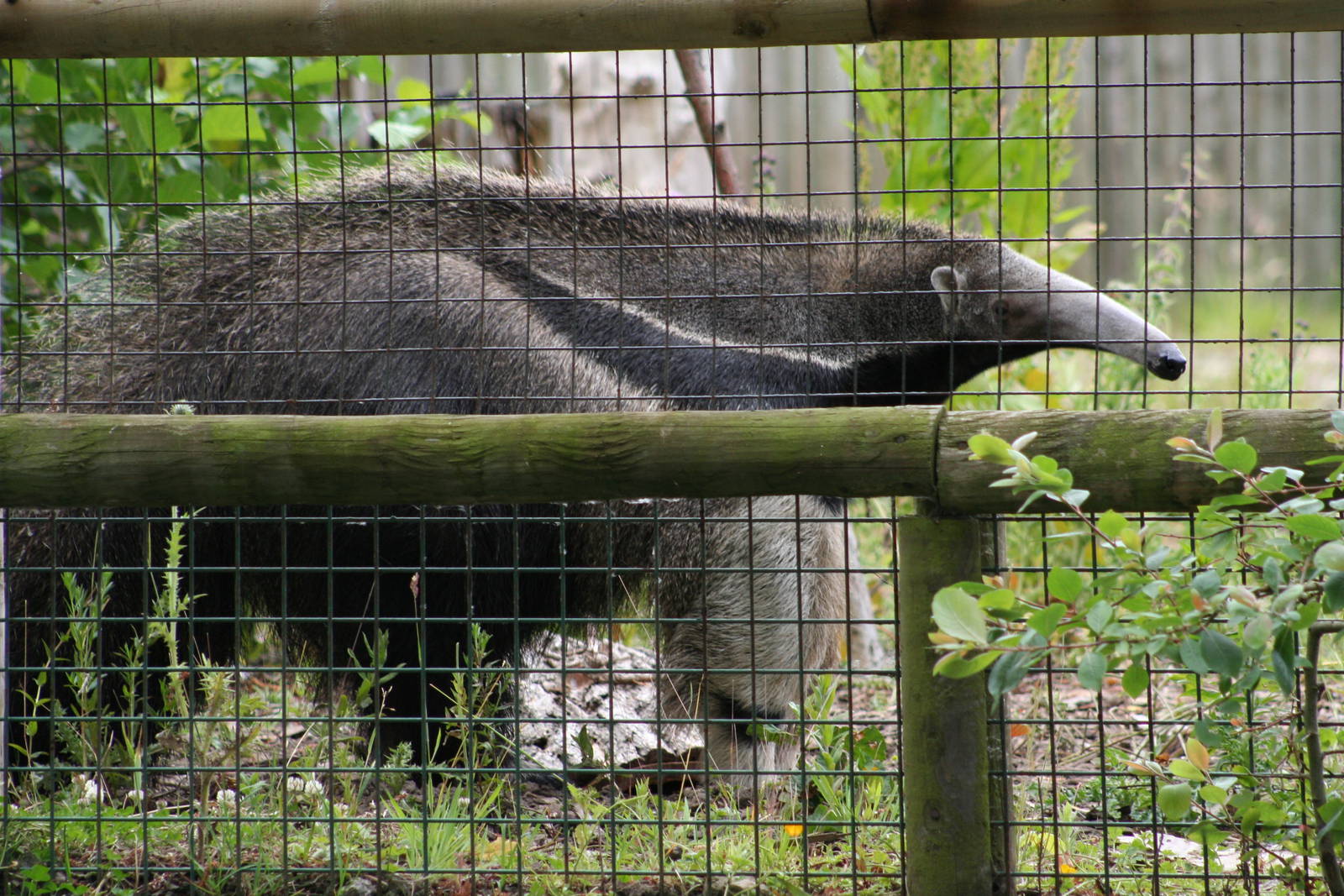 Giant Anteater @ Chester; 01.07.2011