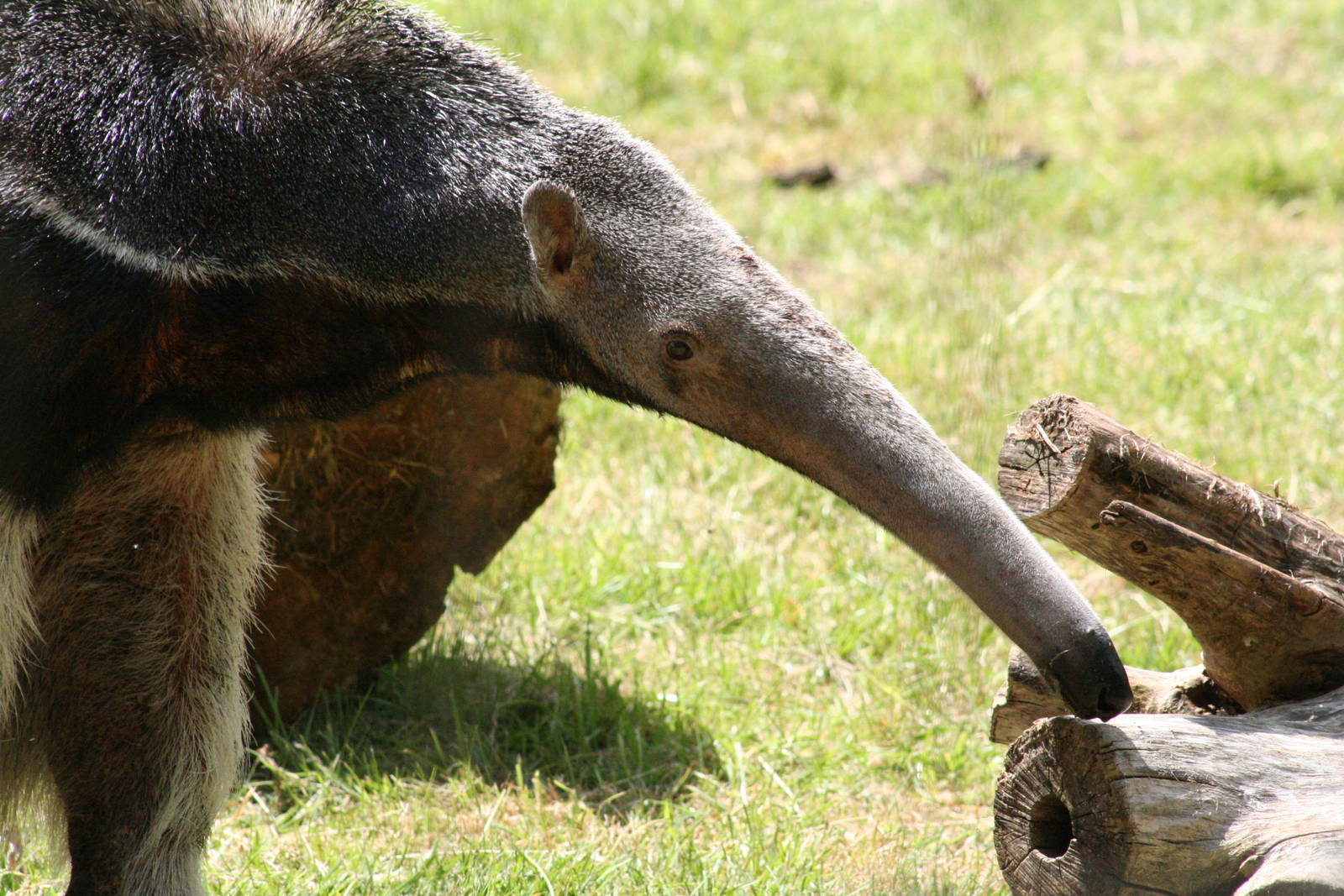 Giant Anteater @ Chester; 04.07.2015