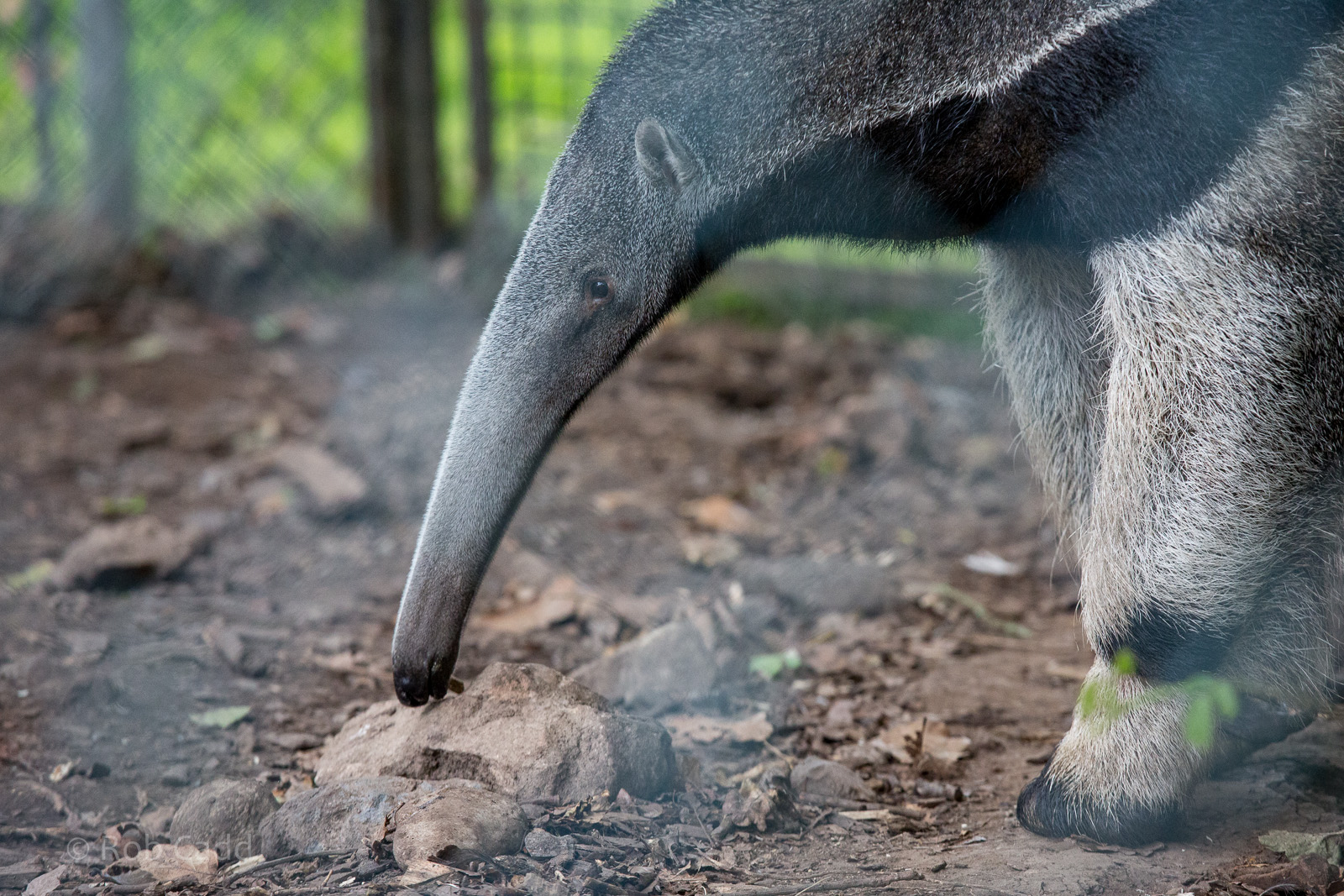 Giant anteater : Chester : 16 Jun 2014