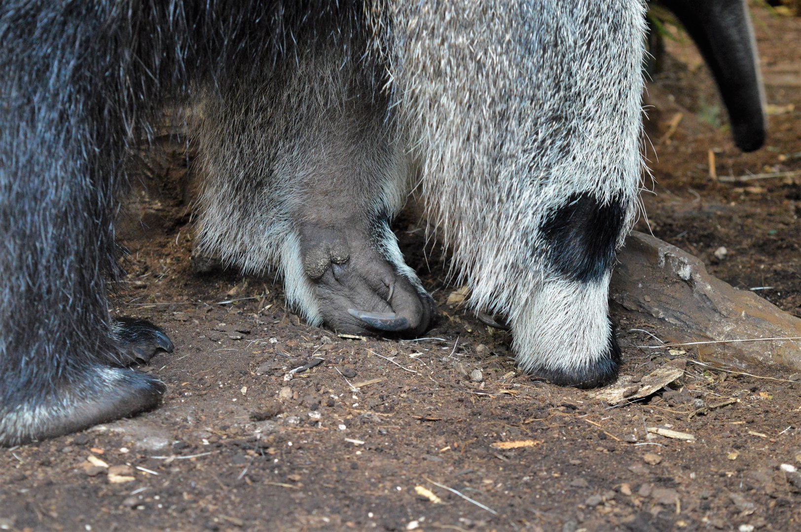 Giant anteater claw