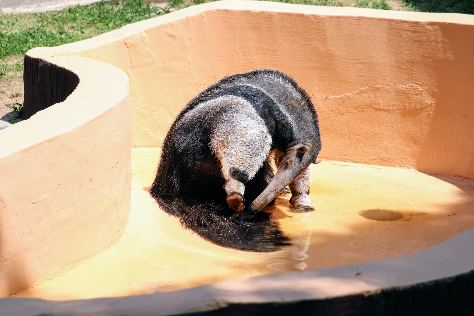 Giant Anteater cleaning
