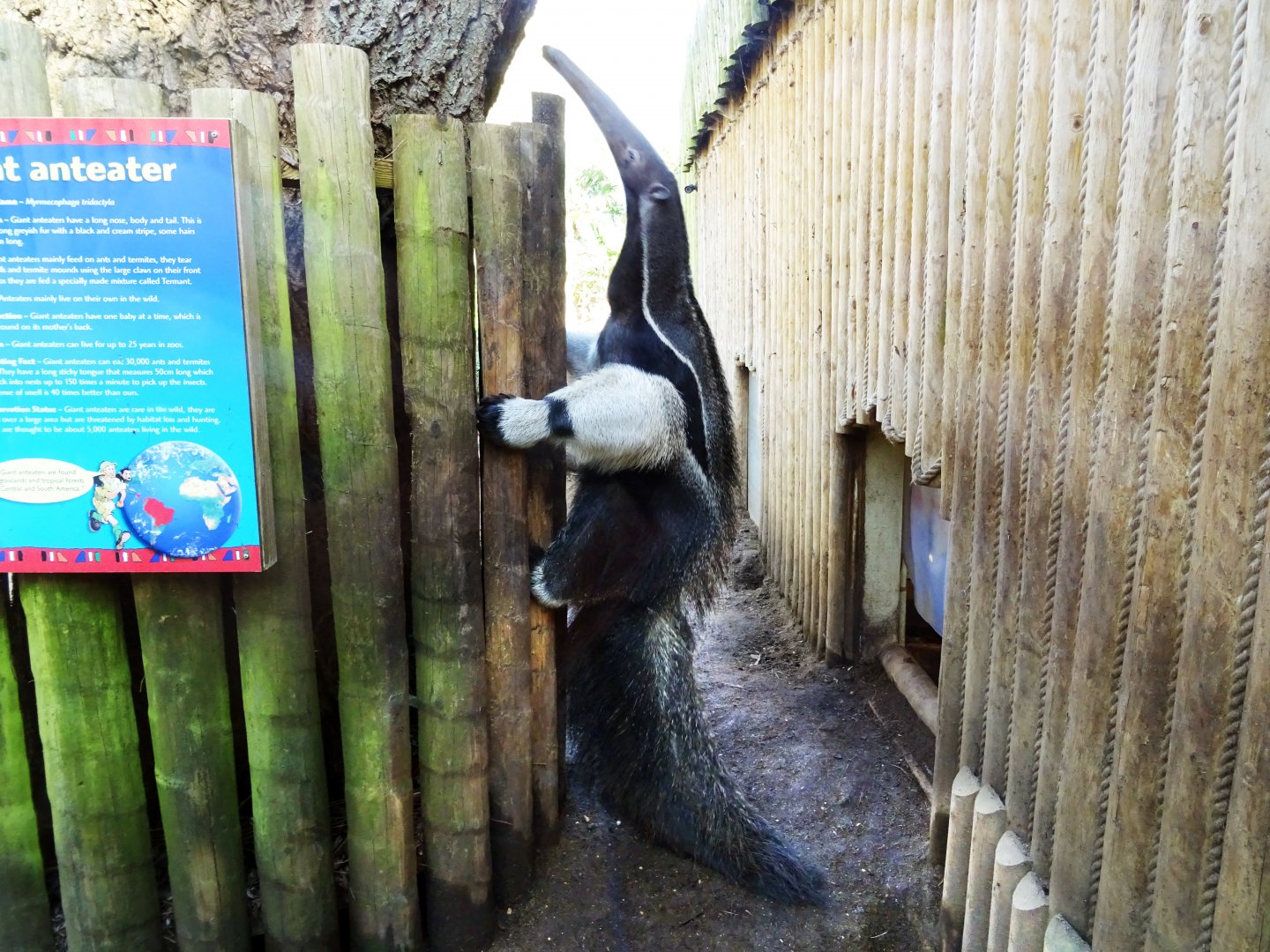 Giant Anteater climbing