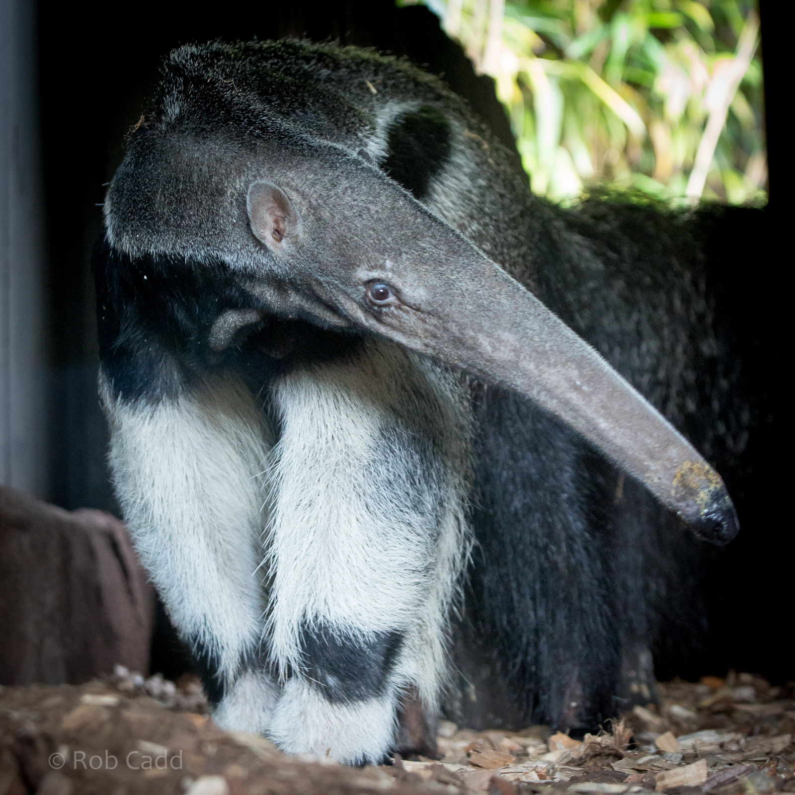 Giant anteater : Colchester : 22 Aug 2014