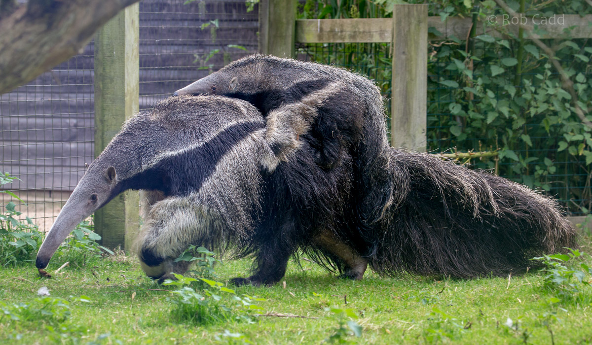 Giant anteater : Cotswold WP : 17 Jul 2016