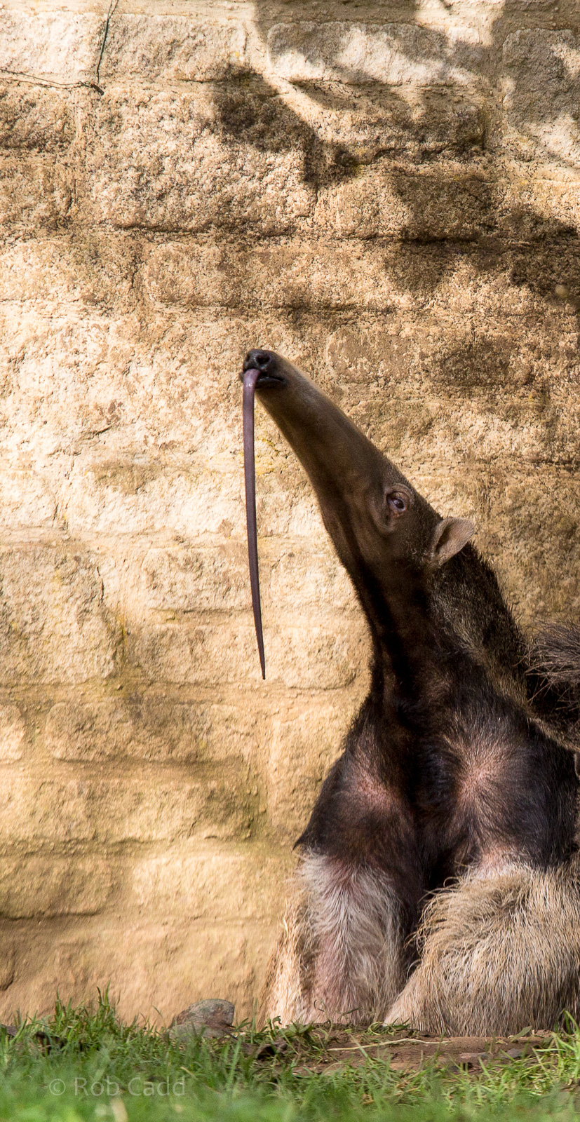 Giant anteater : Cotswold WP : 25 Oct 2014