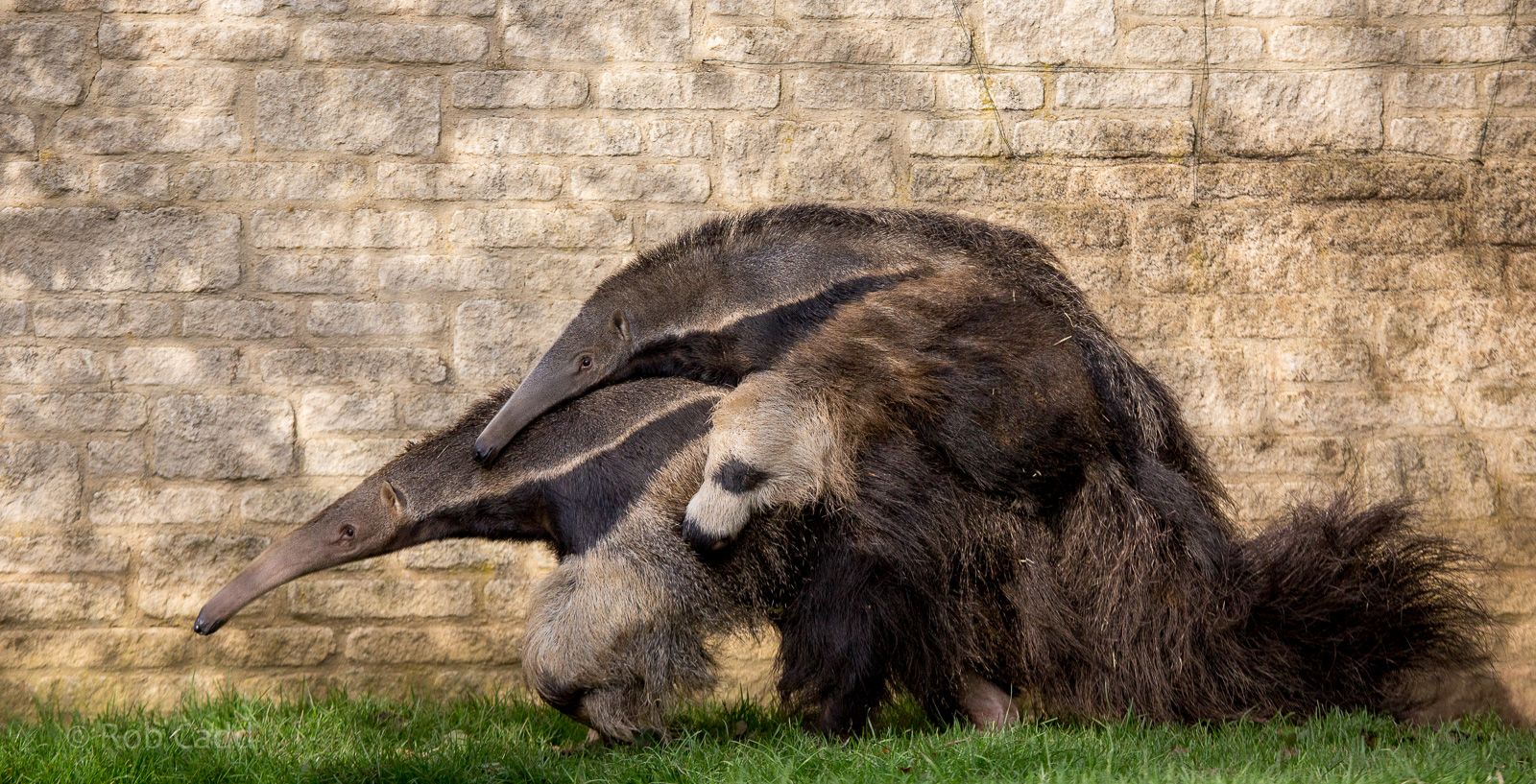 Giant anteater : Cotswold WP : 25 Oct 2014