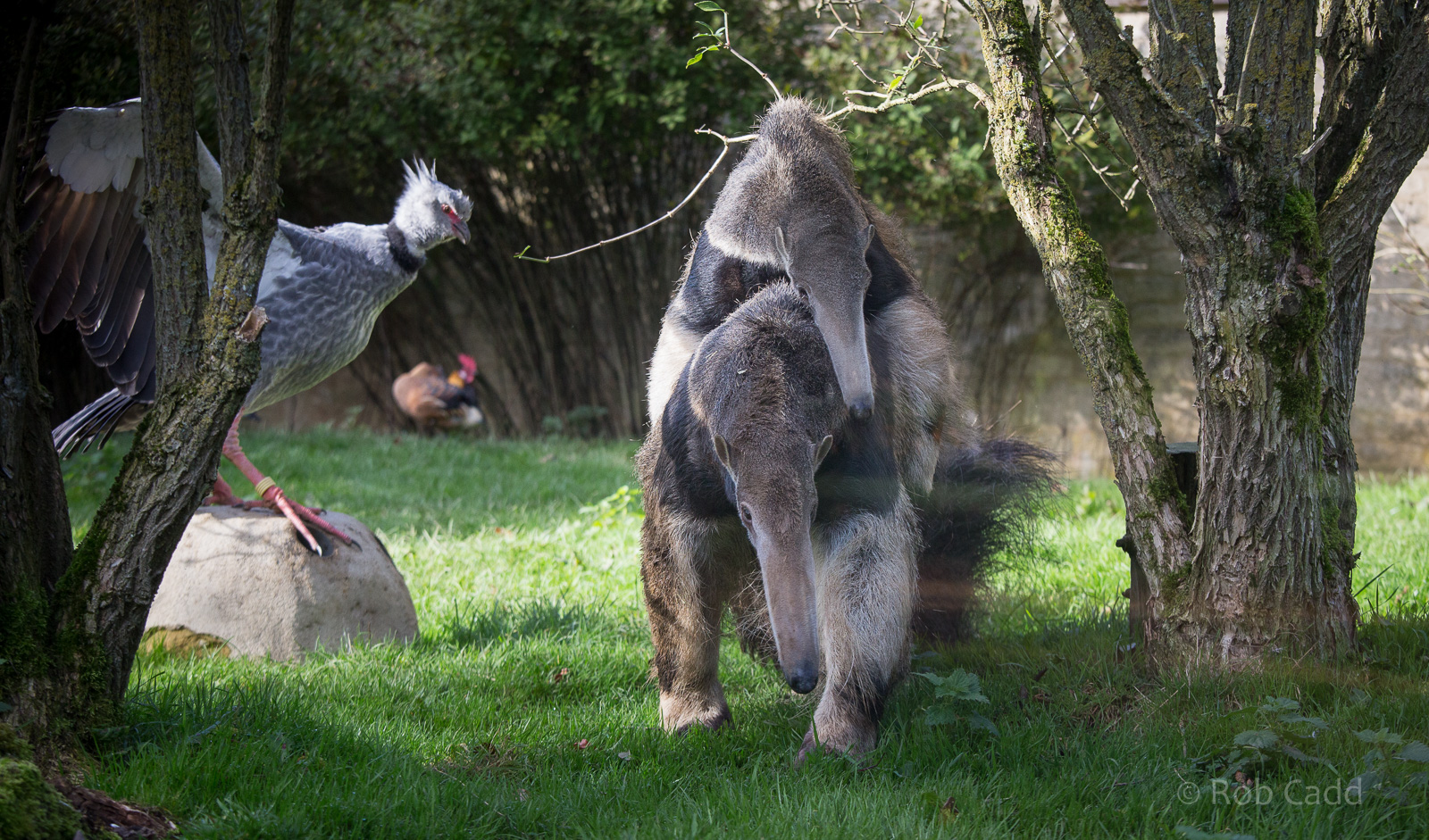 Giant anteater : Cotswold WP : 25 Oct 2014