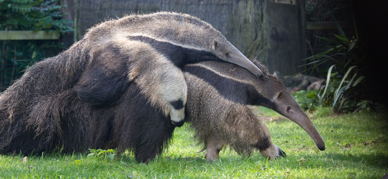 Giant anteater : Cotswold WP : 25 Oct 2014