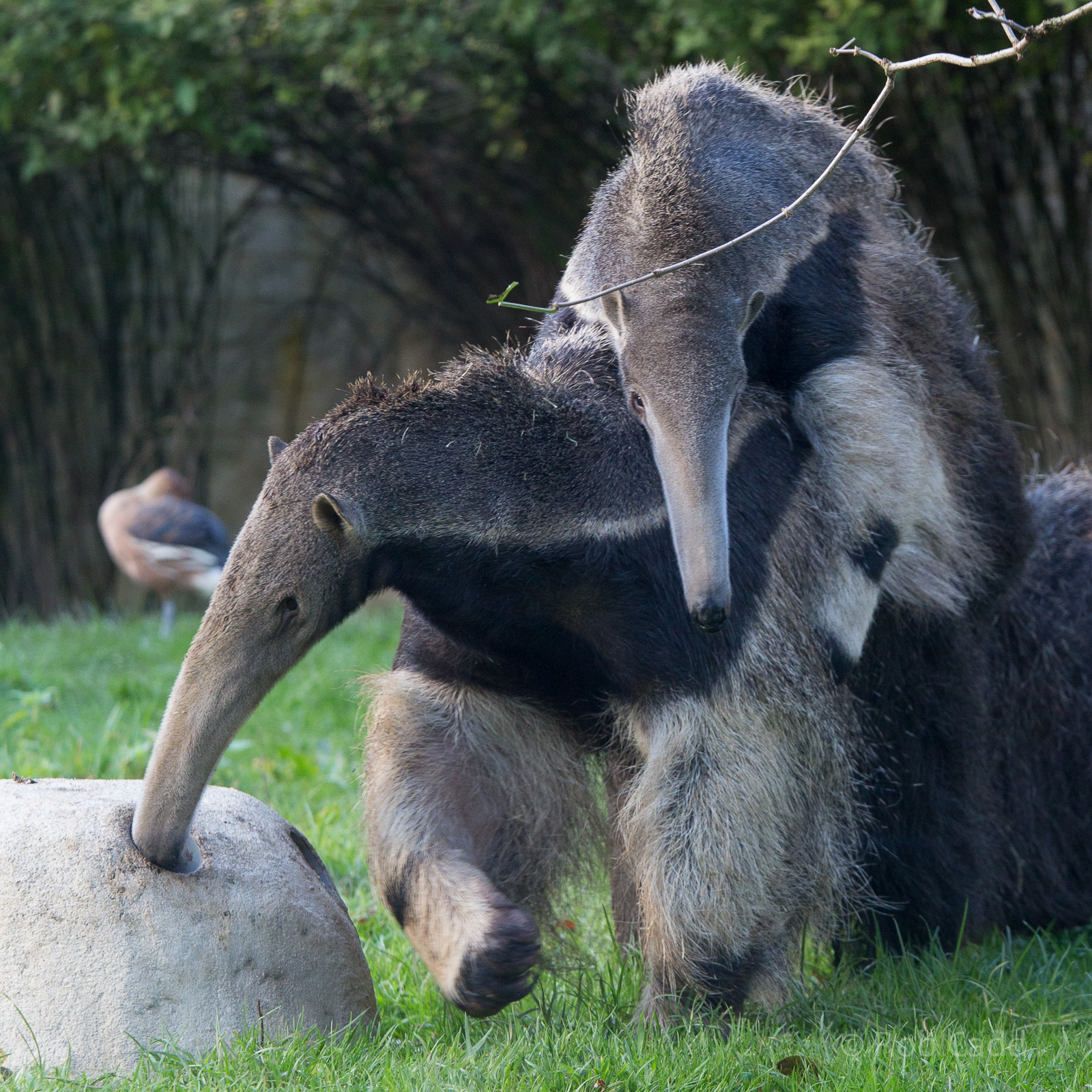 Giant anteater : Cotswold WP : 25 Oct 2014