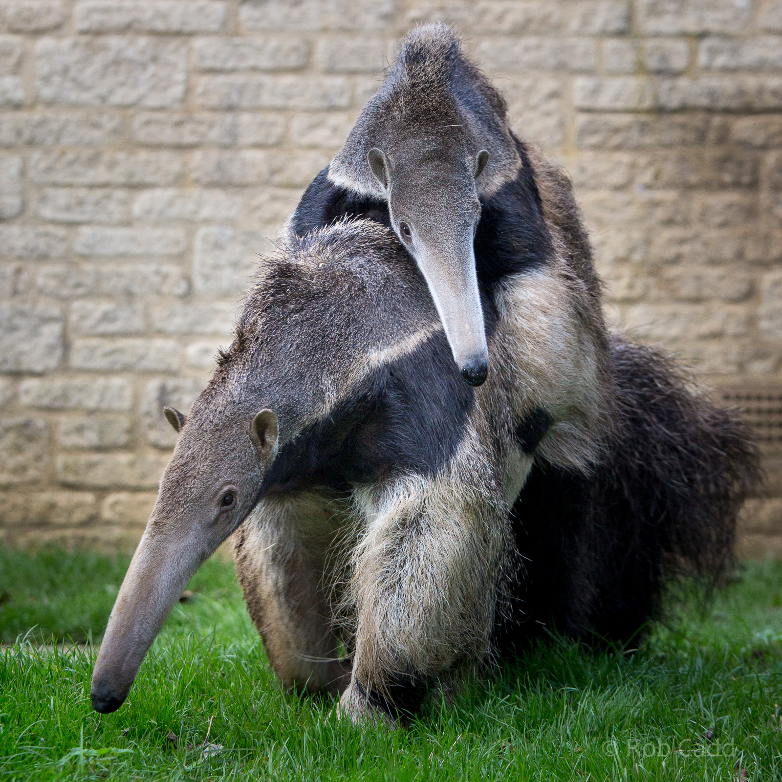 Giant anteater : Cotswold WP : 25 Oct 2014
