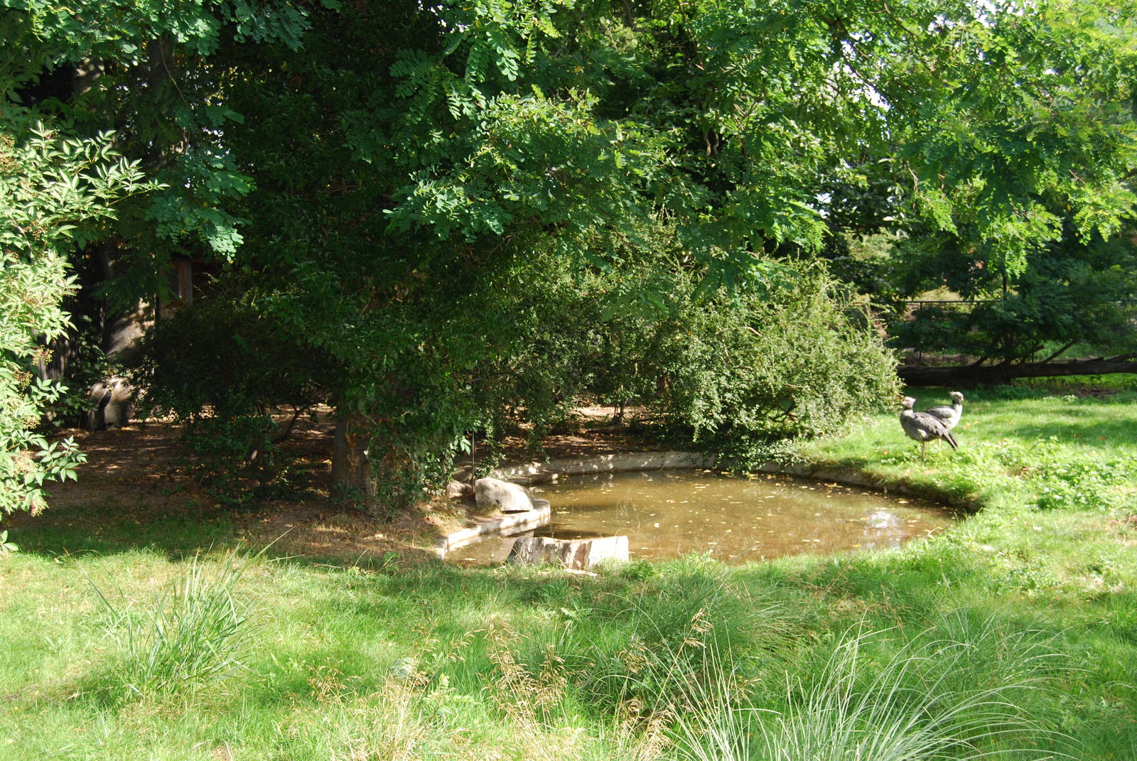Giant Anteater/Crested Screamer Enclosure