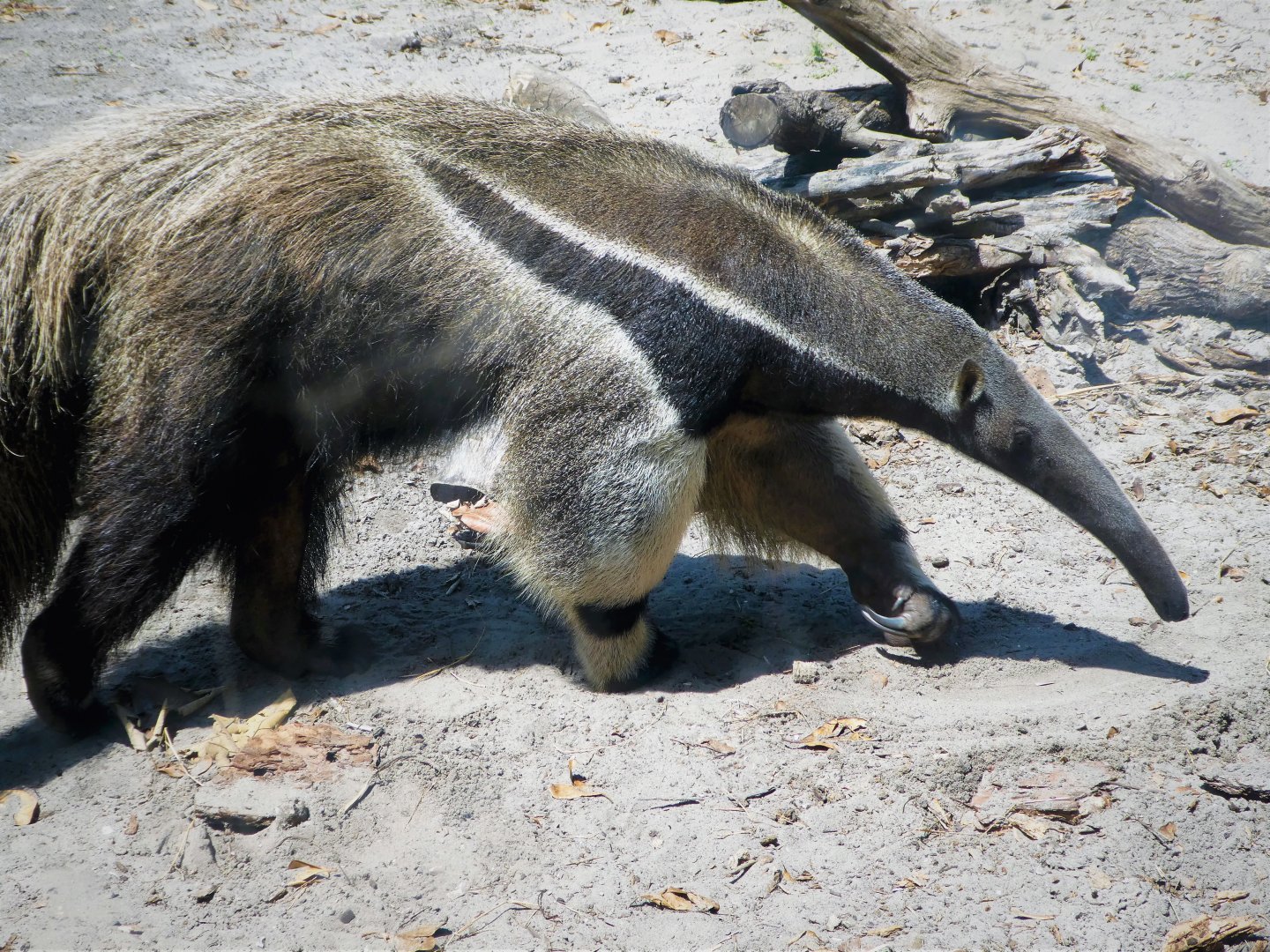 Giant Anteater - Dee Gee